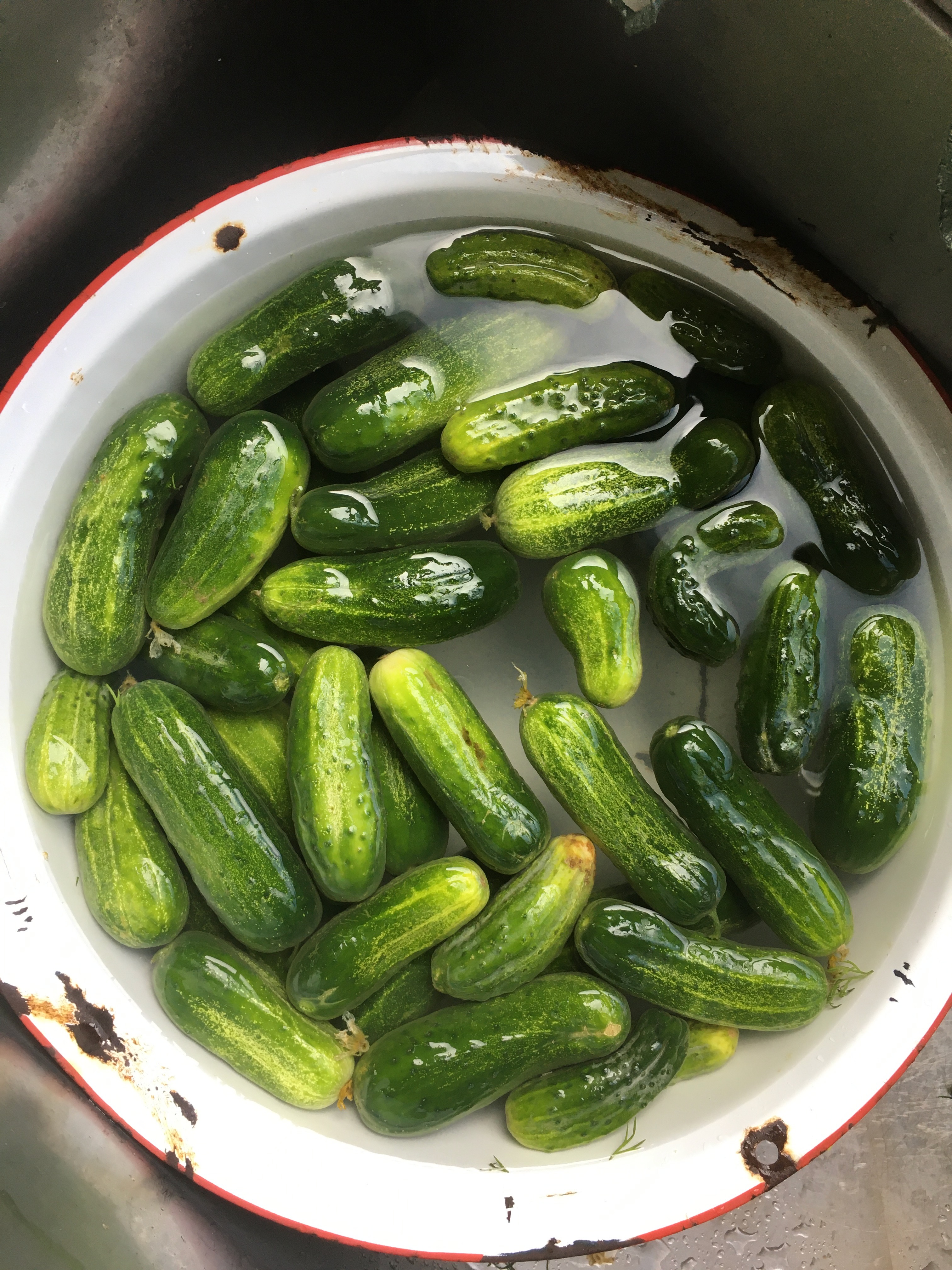 giant white enamel bowl with red trim full of cucumbers