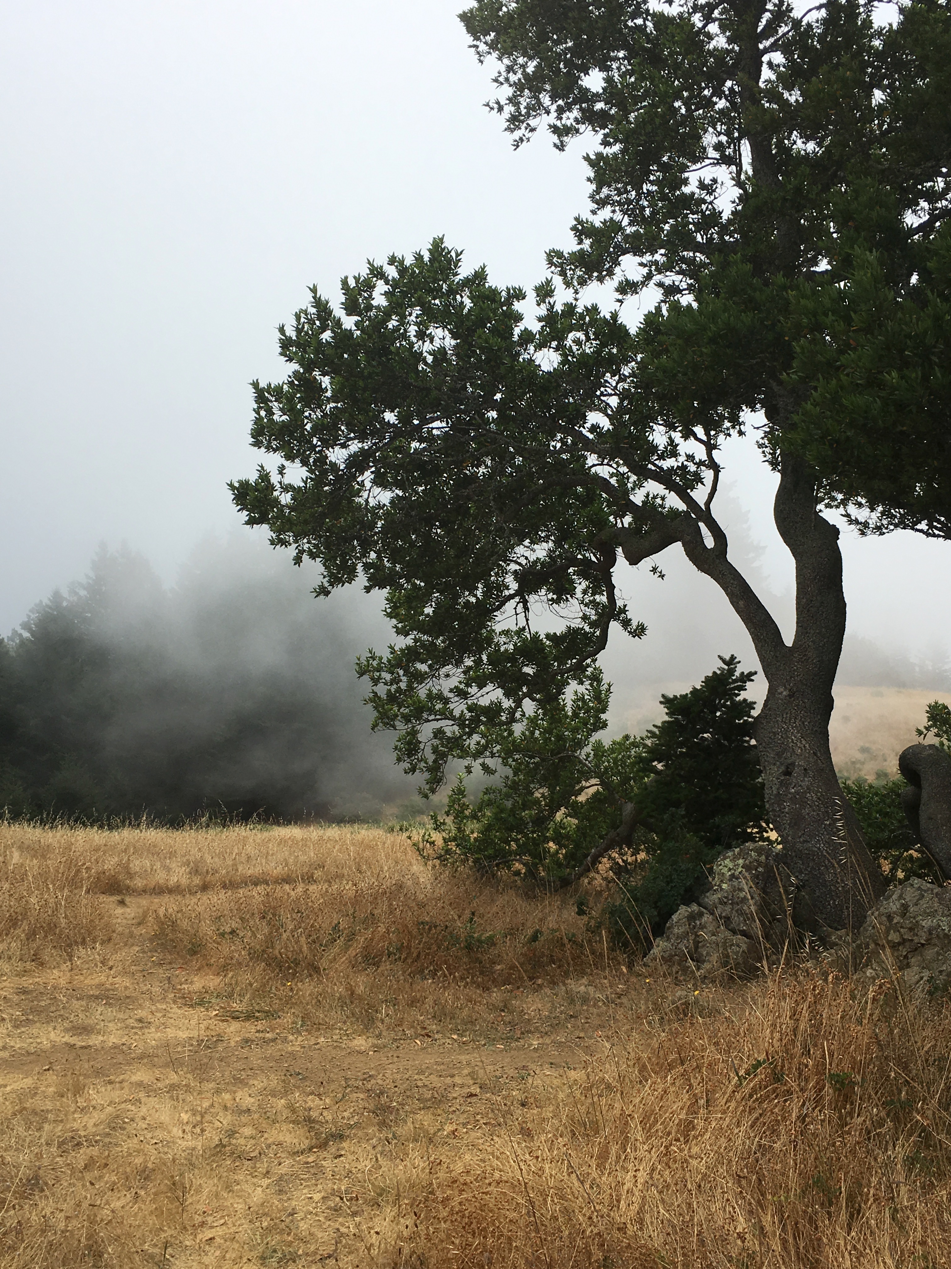 golden hills and fog billowing