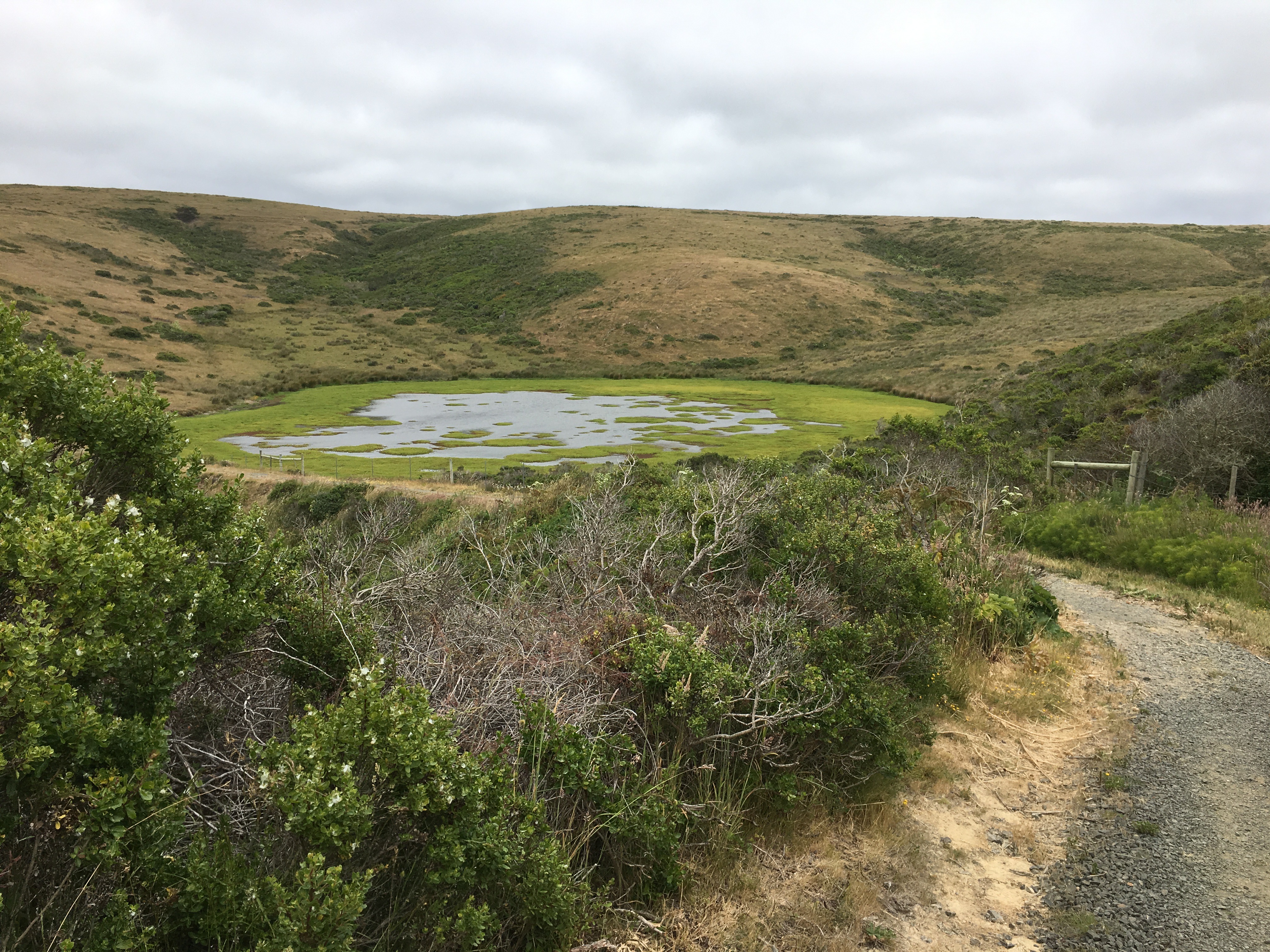 verdant pond on Drakes Estero trail