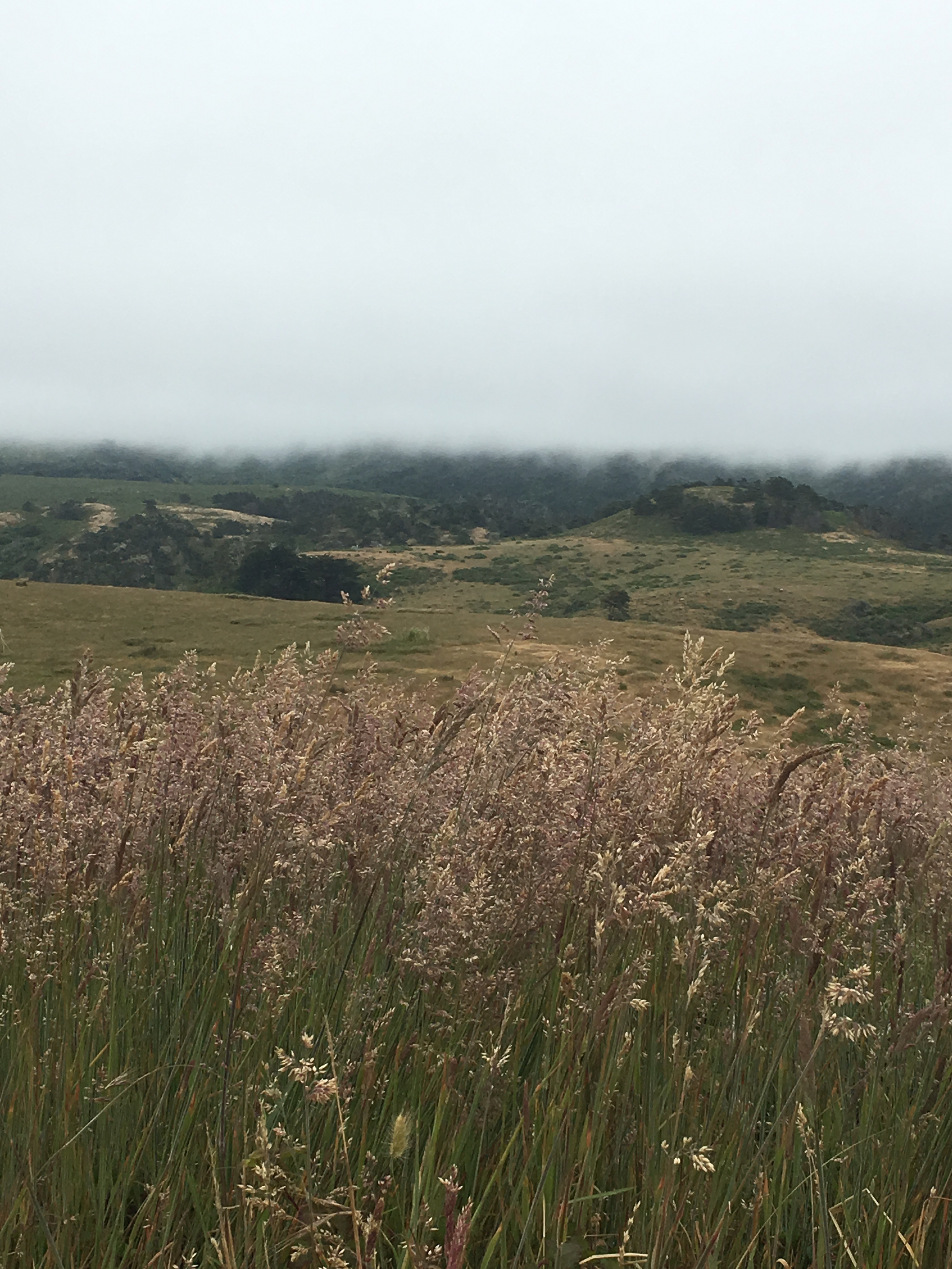 pink grass waving in the wind