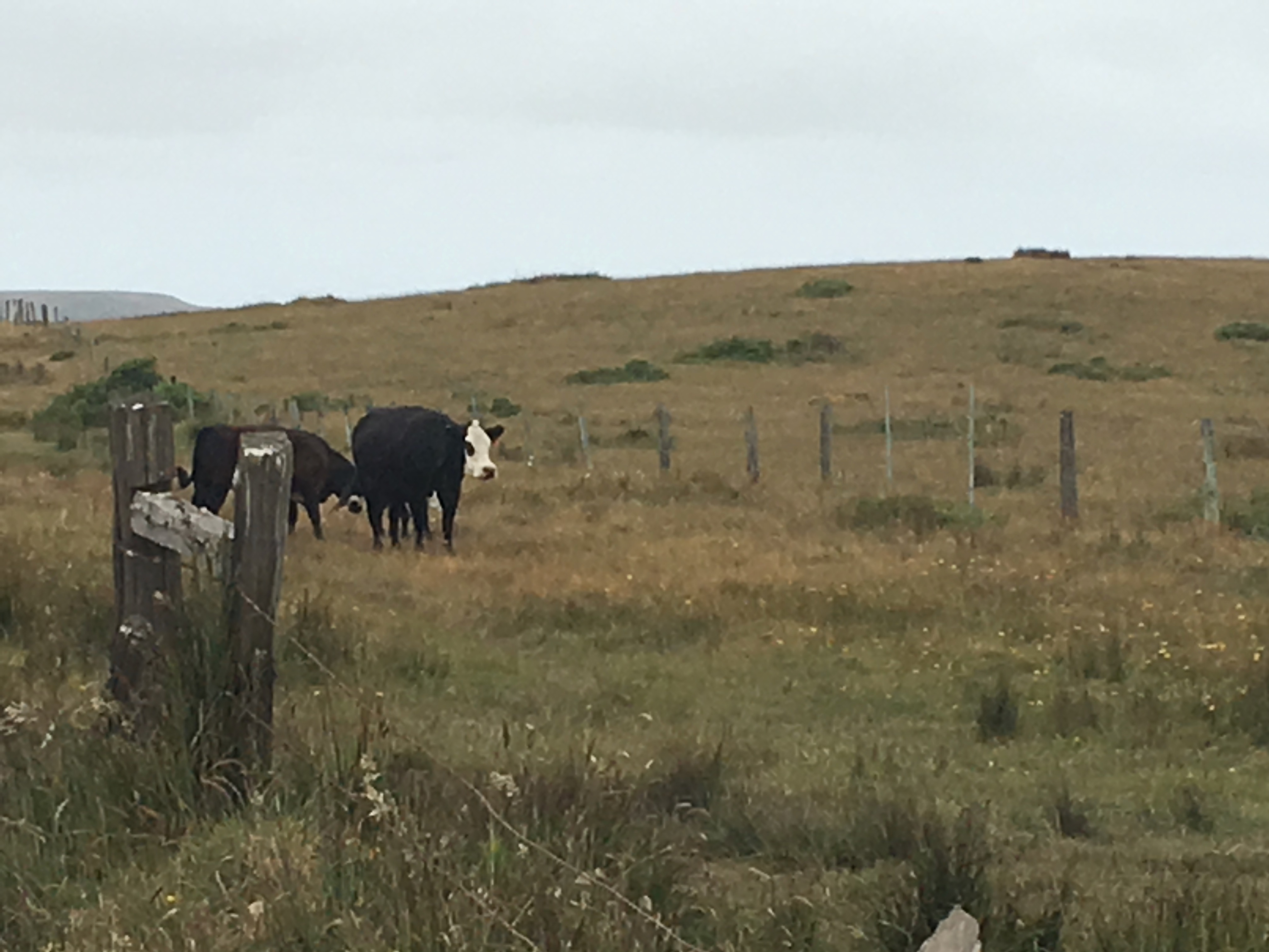 cows on trail