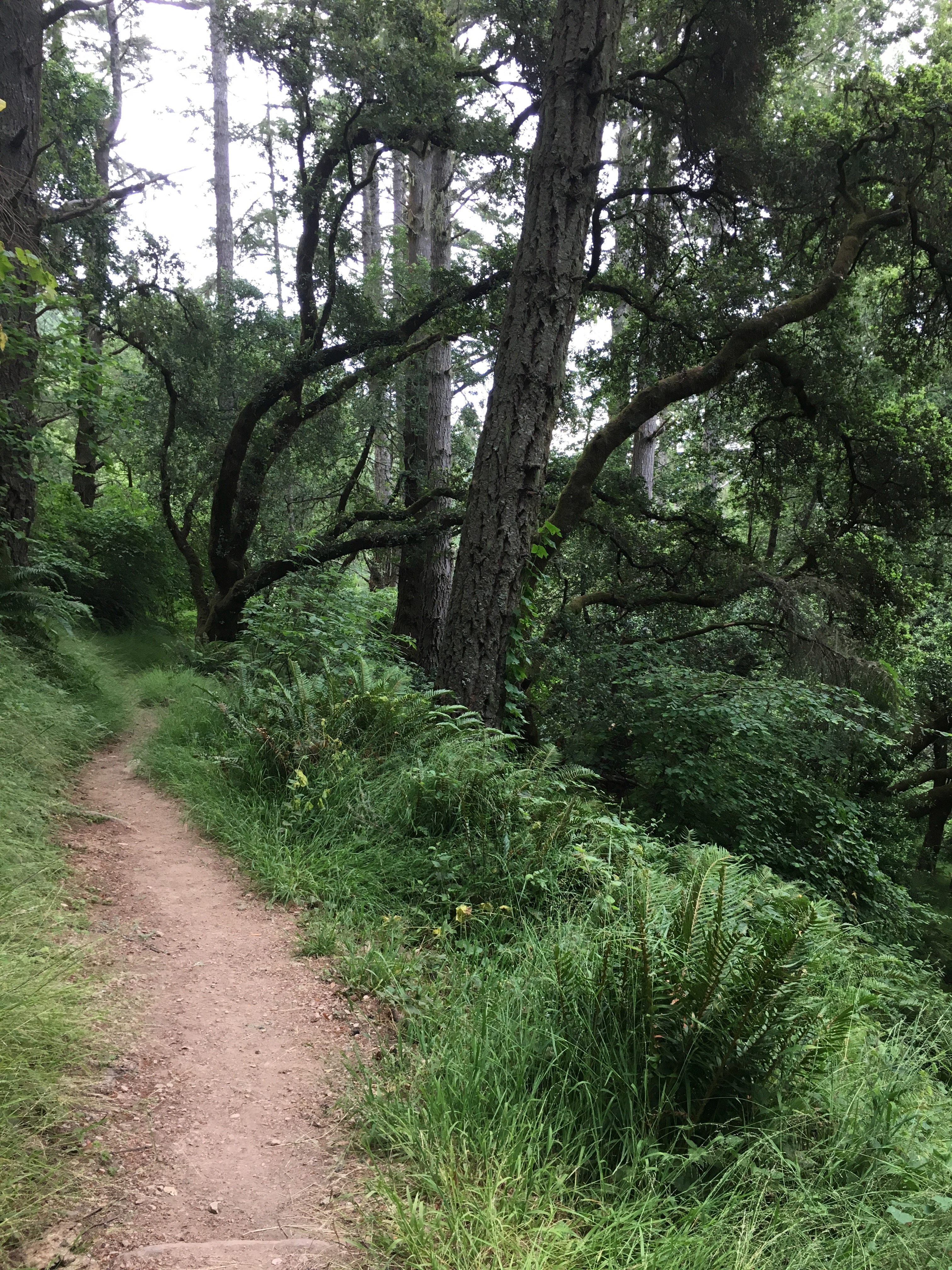 trail and trees