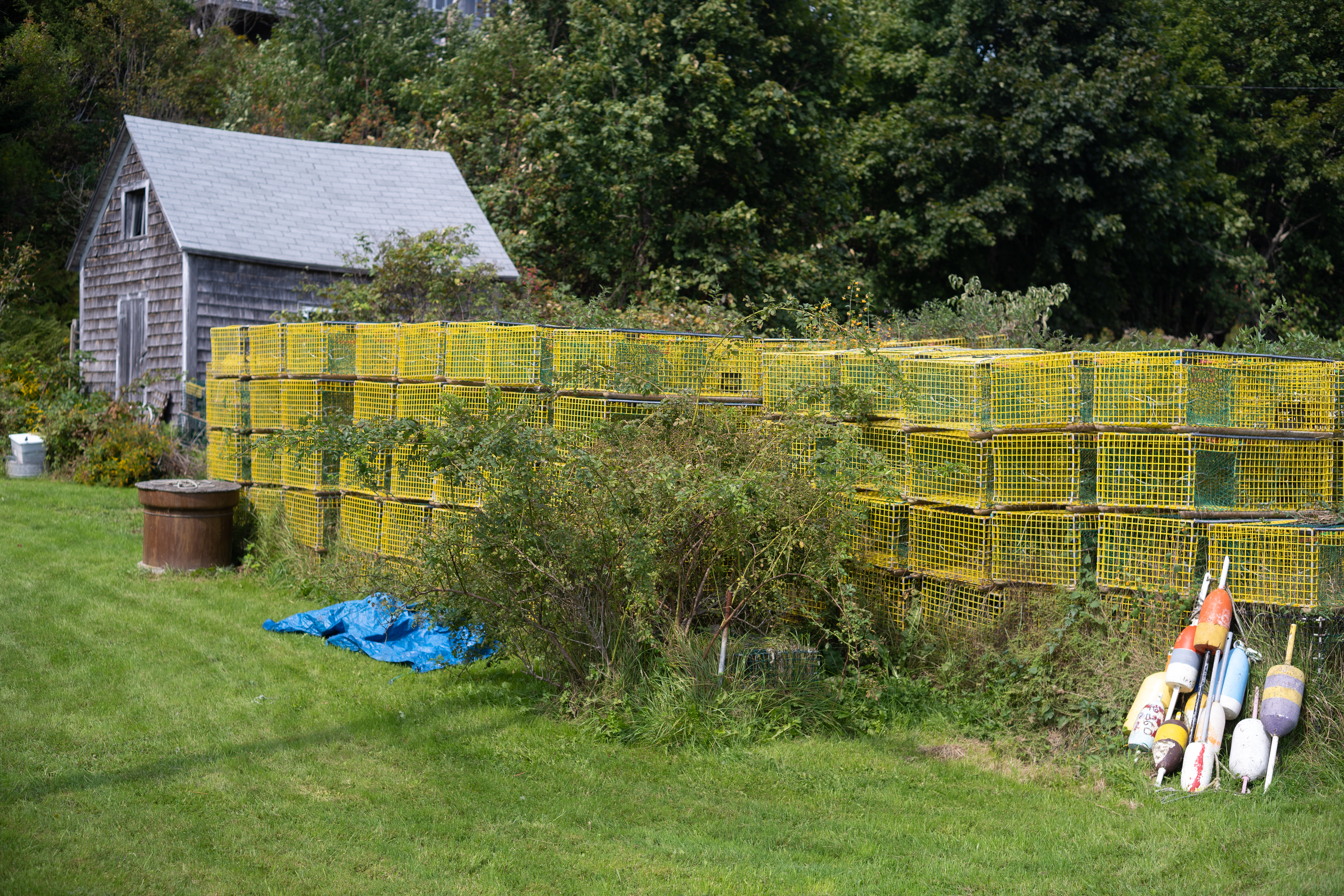 many yellow lobster cages with weeds growing through them.