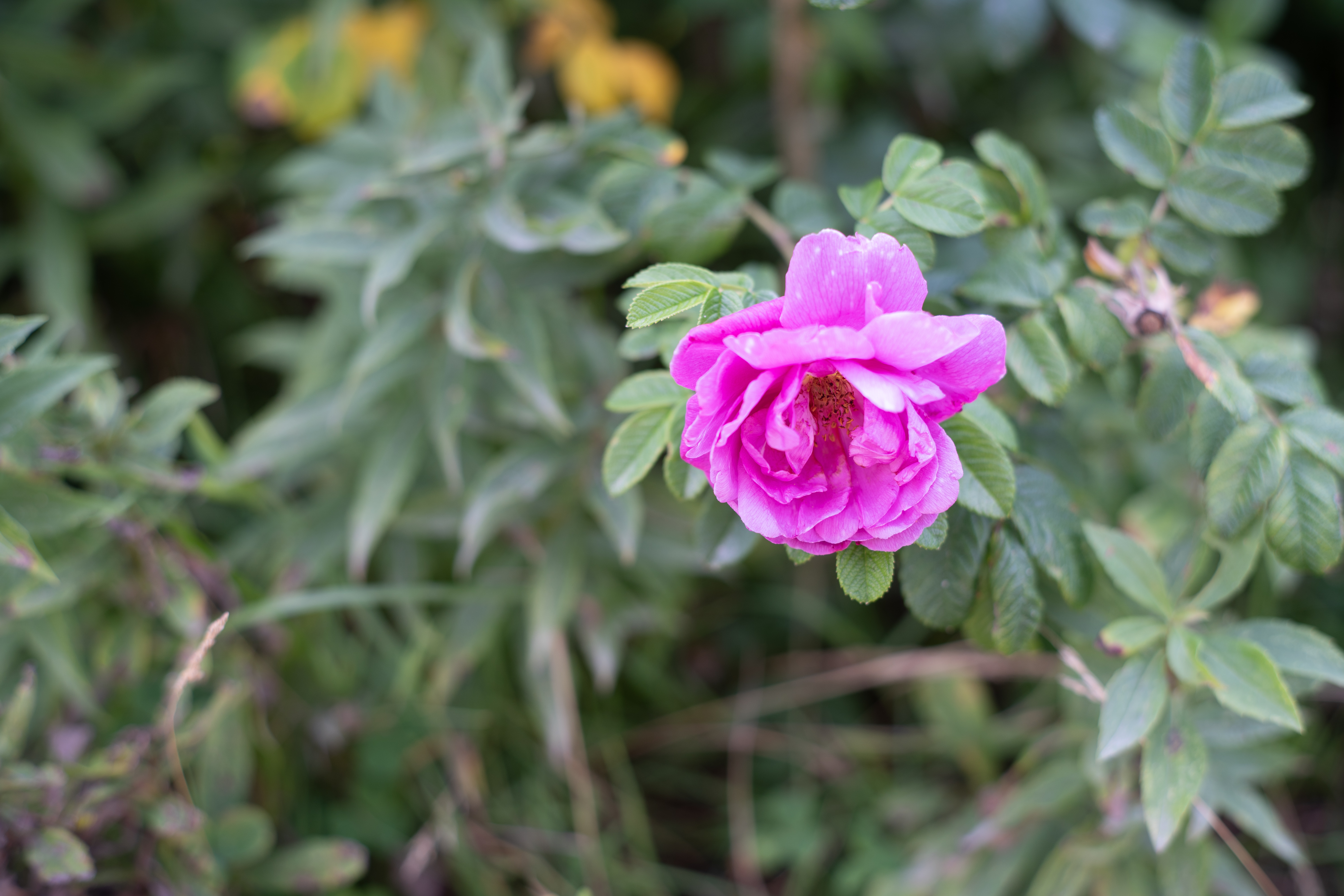 bright pink beach roses