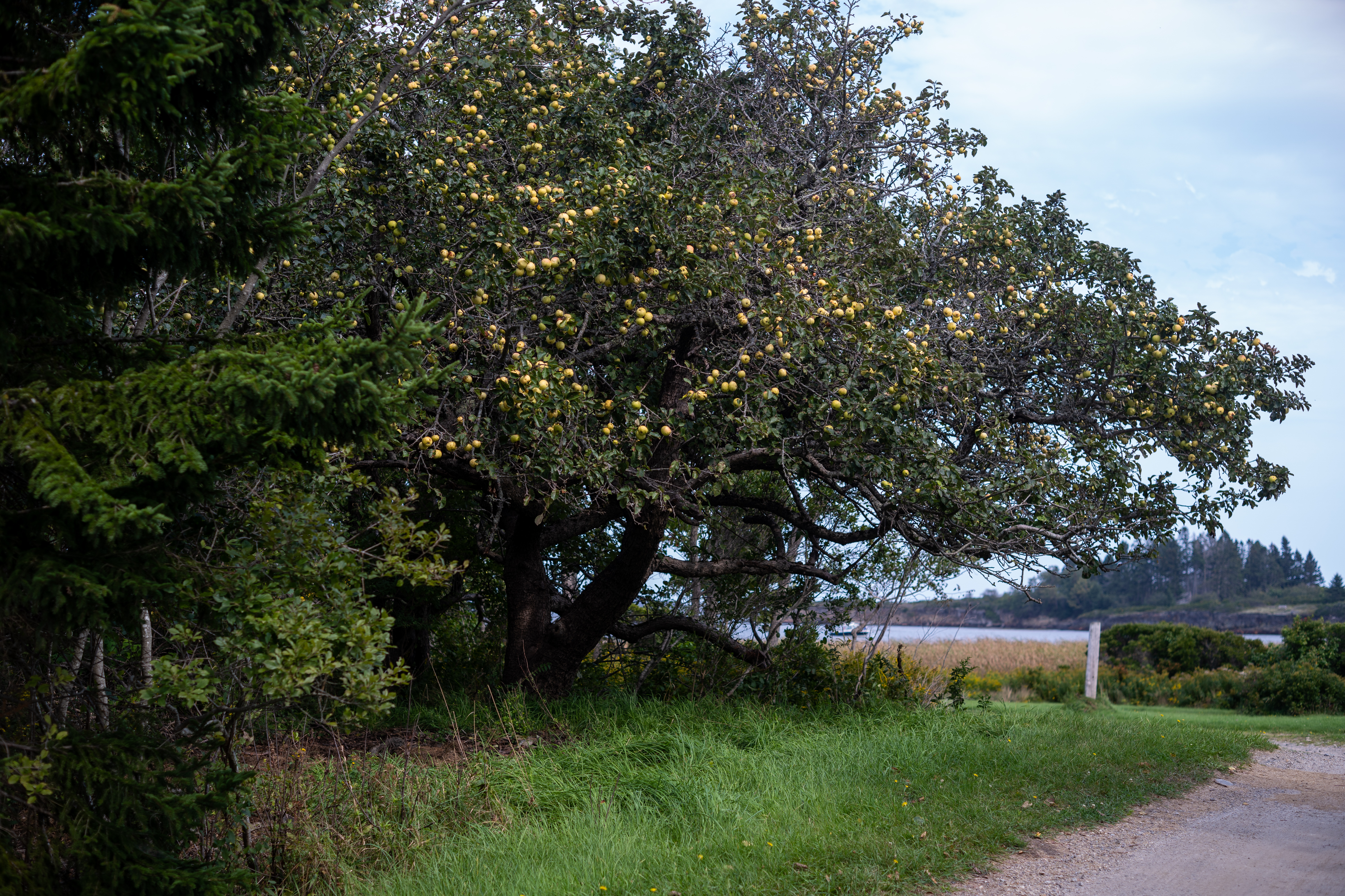 apple tree growing by the roadside