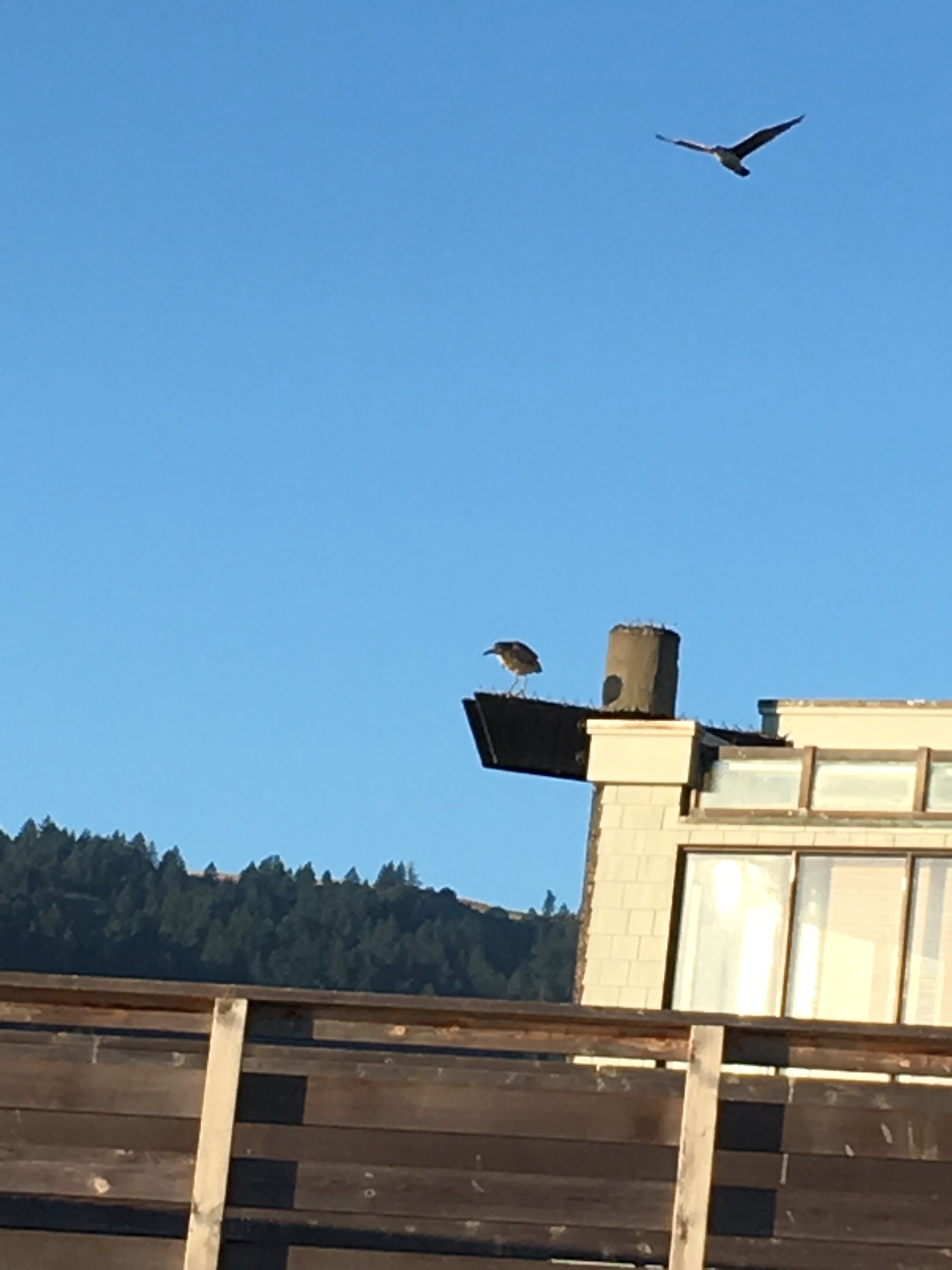Black Crowned Night Heron