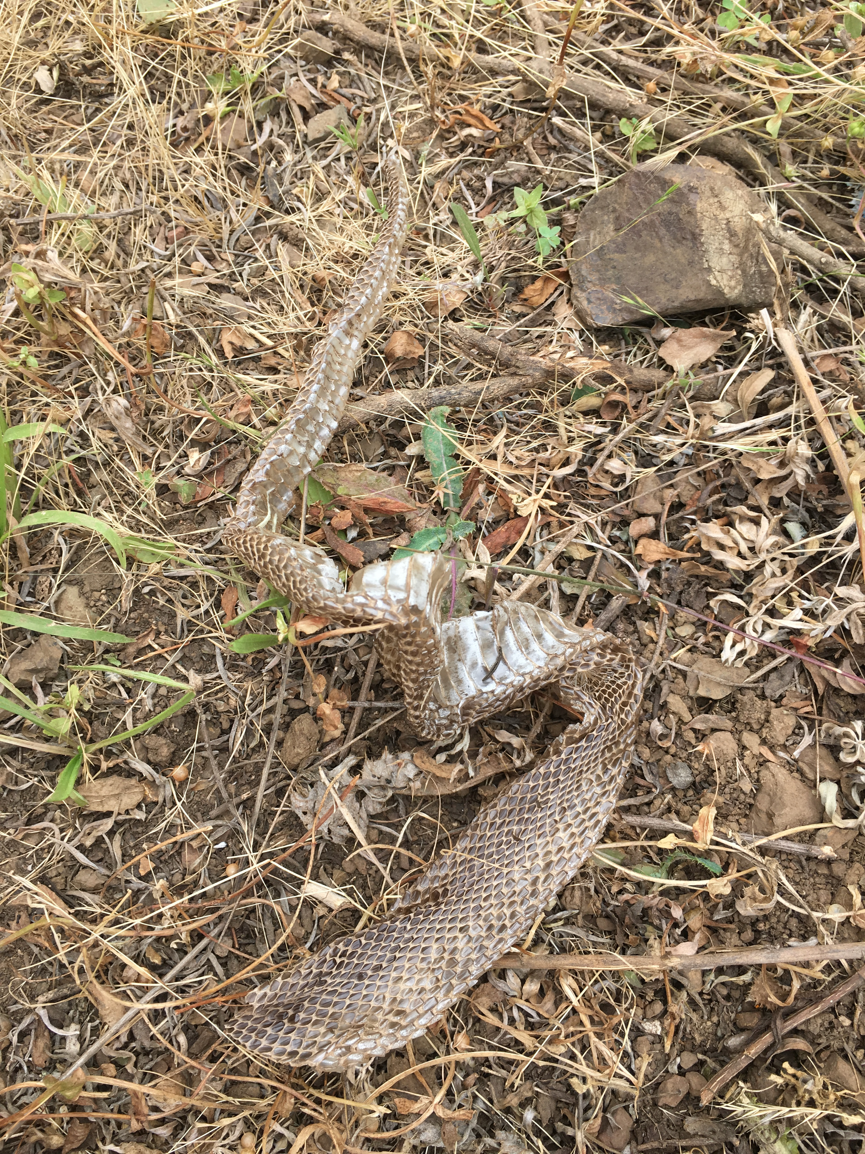 dry snake skin