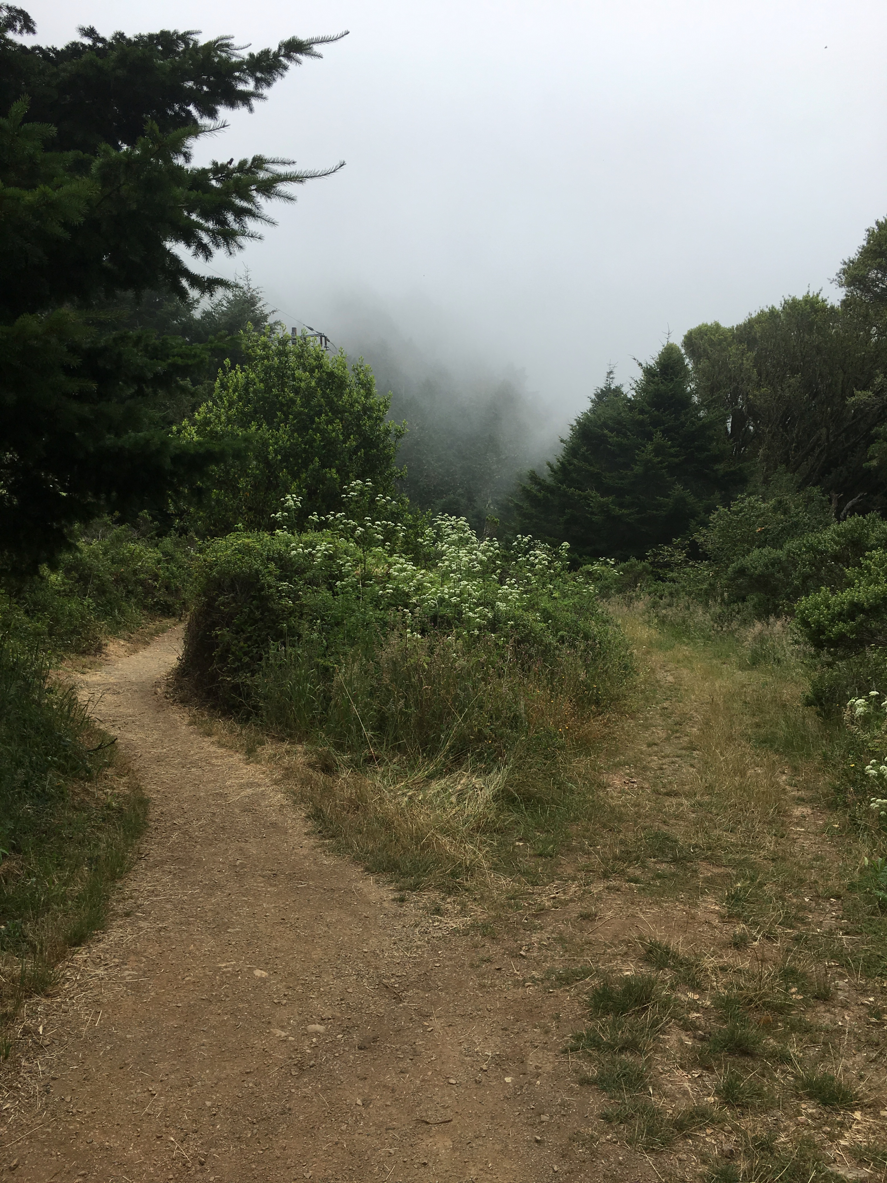 trail division with trees and pacific fog