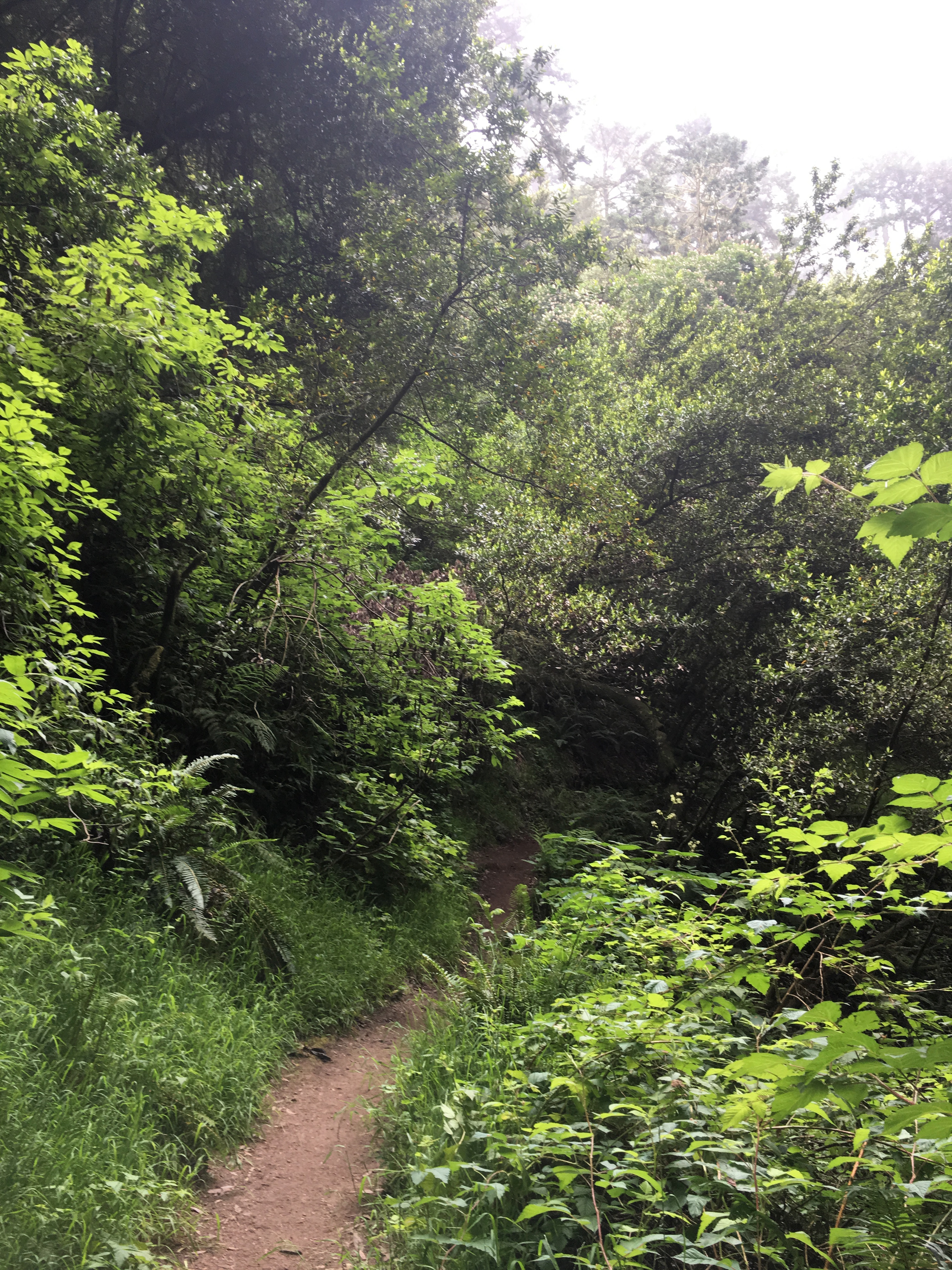 trail into lush plants with fog