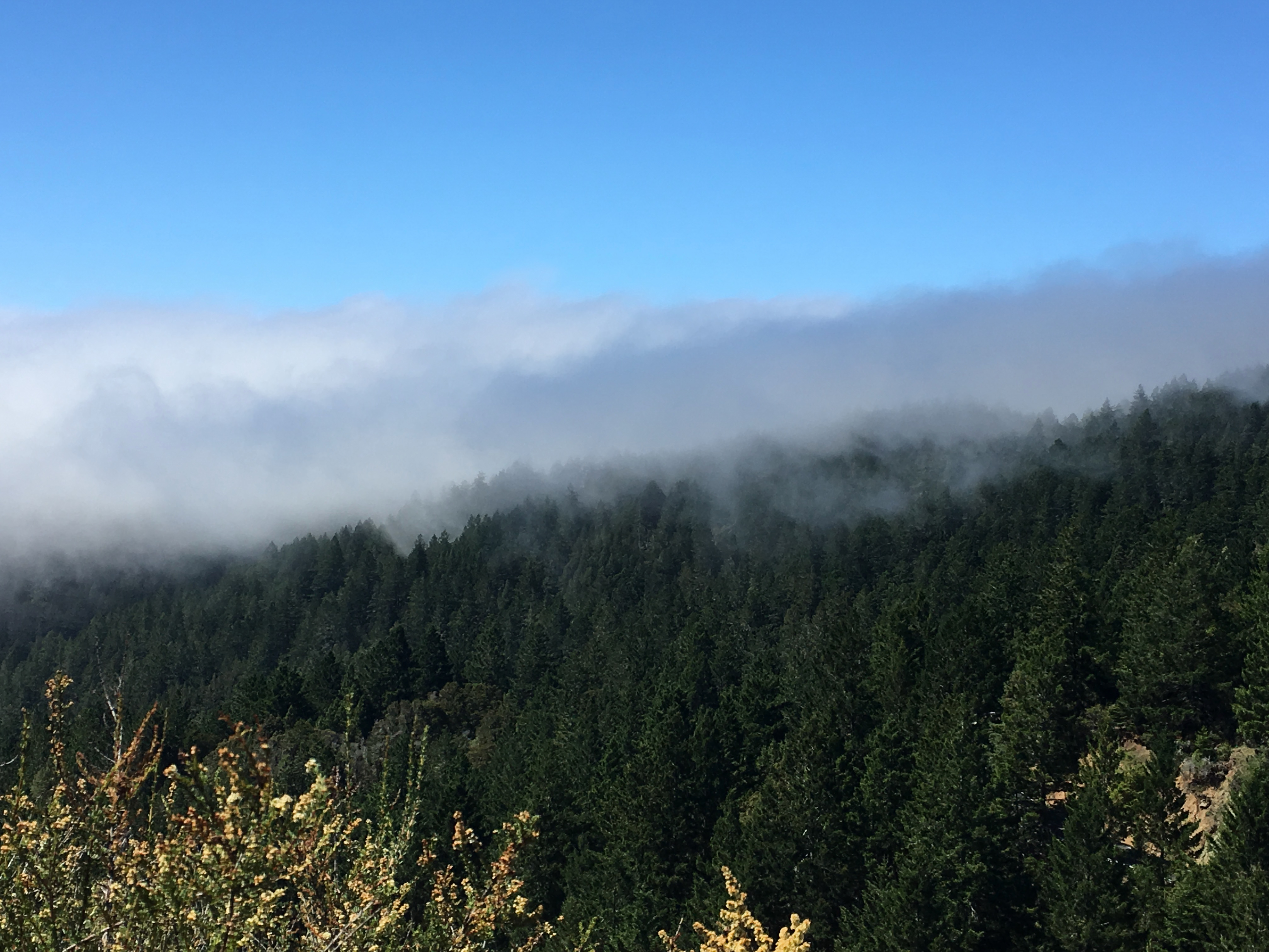 fog on pine trees on a mountain