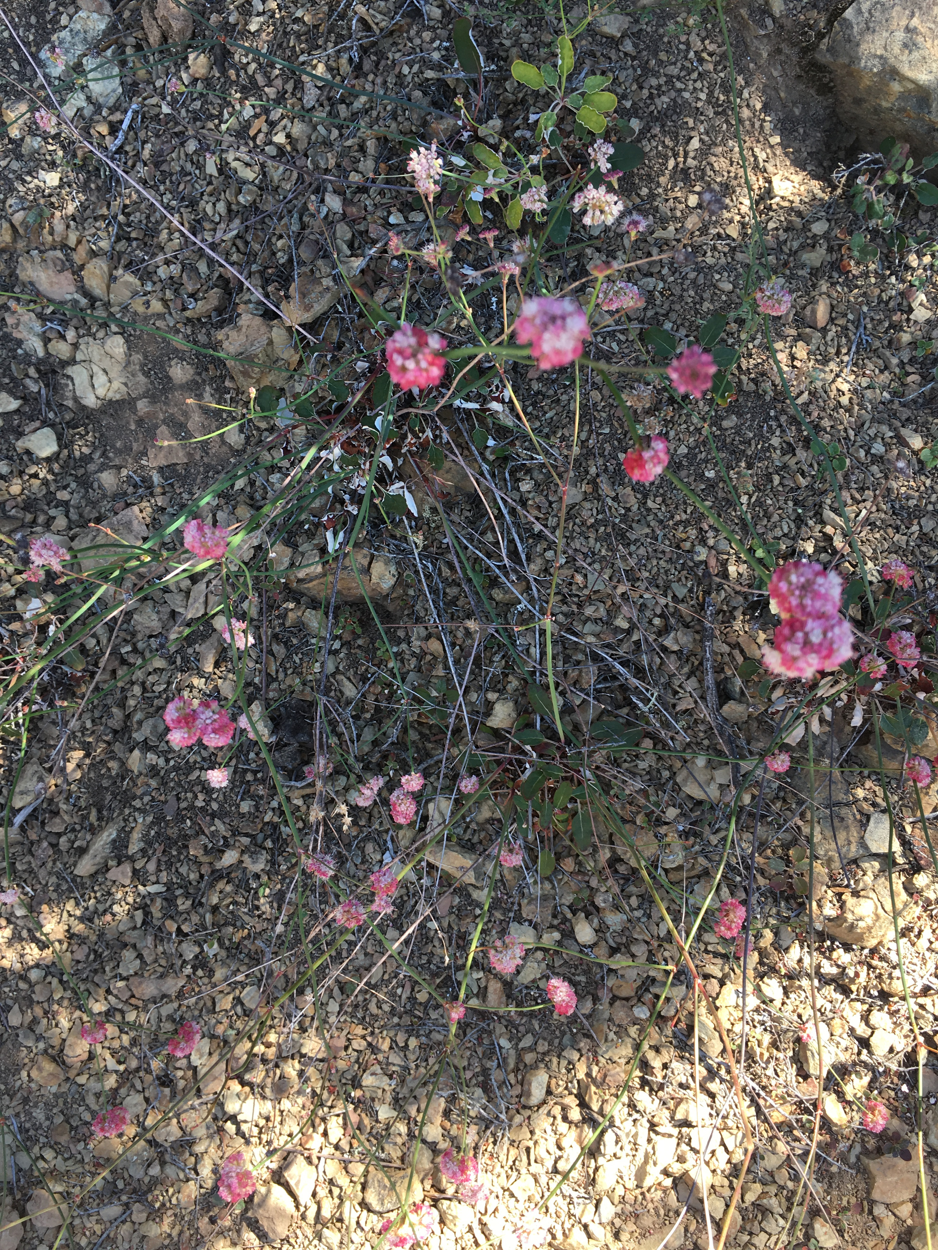 a kind of local buckwheat
