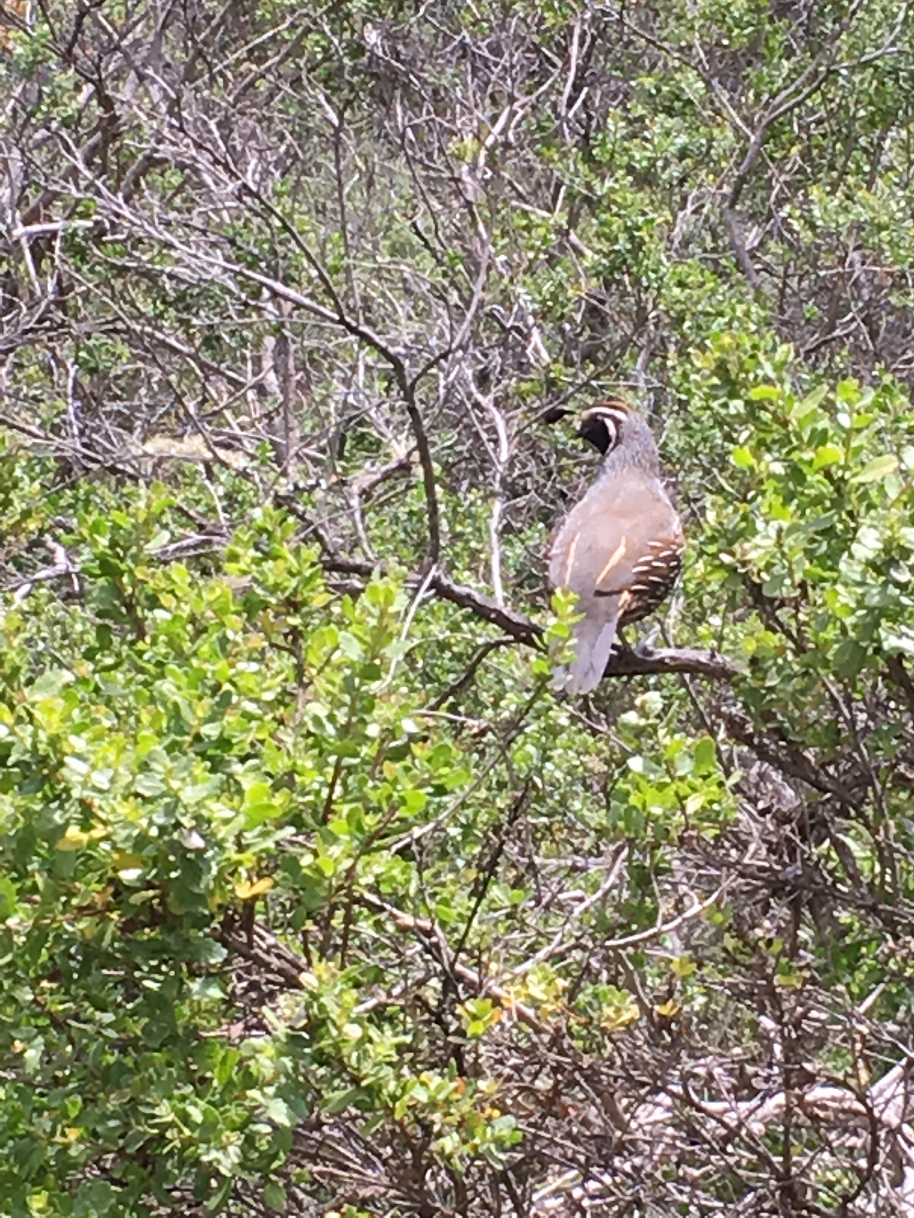 california quail