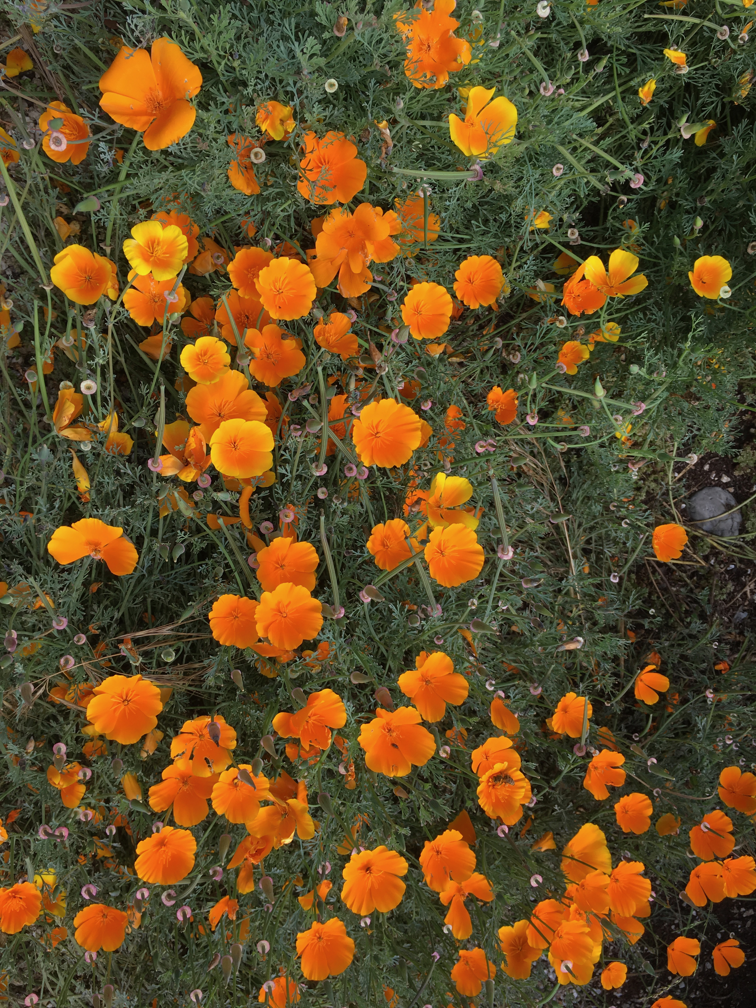 California poppies