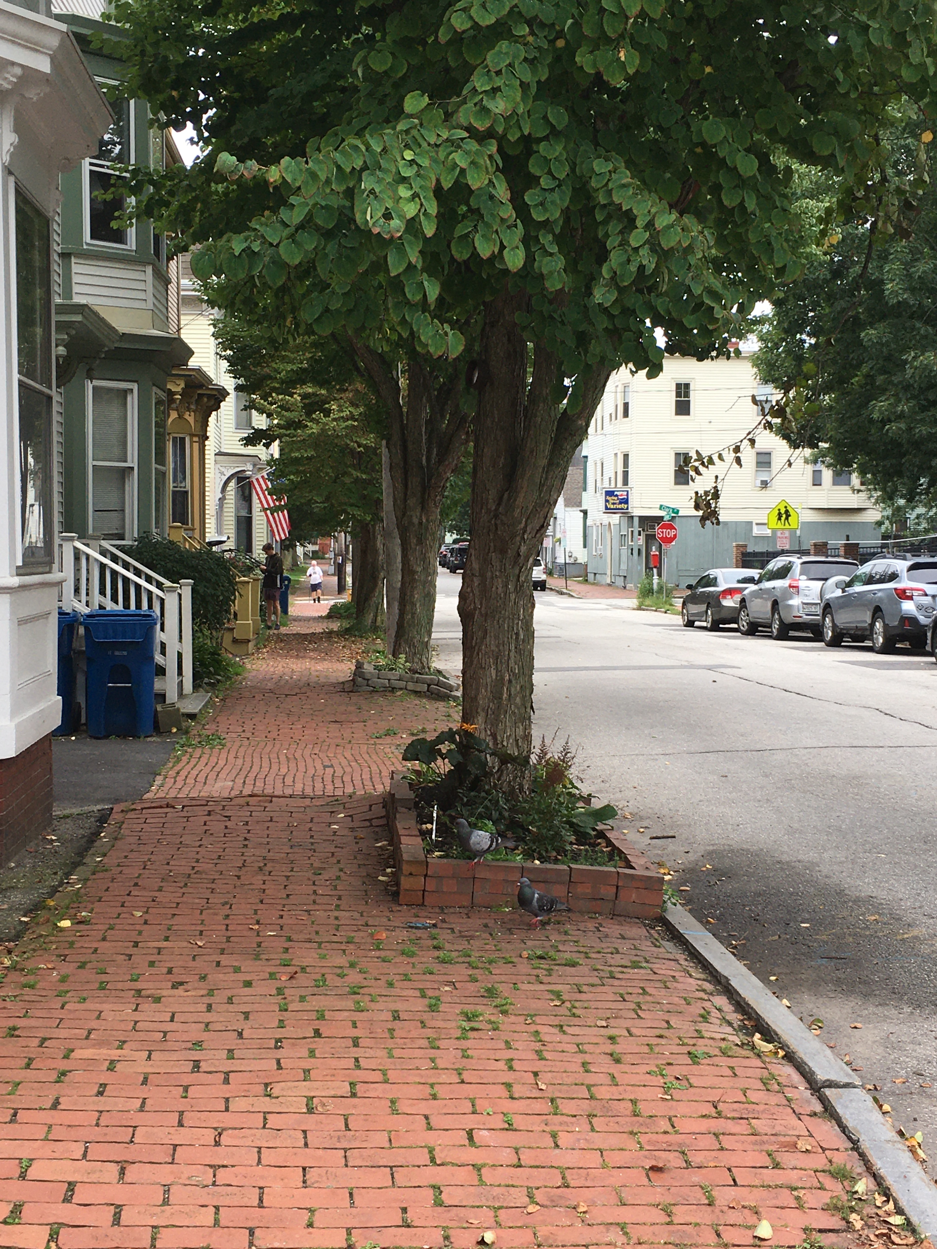 view looking west on spring street of brick sidewalks and trees