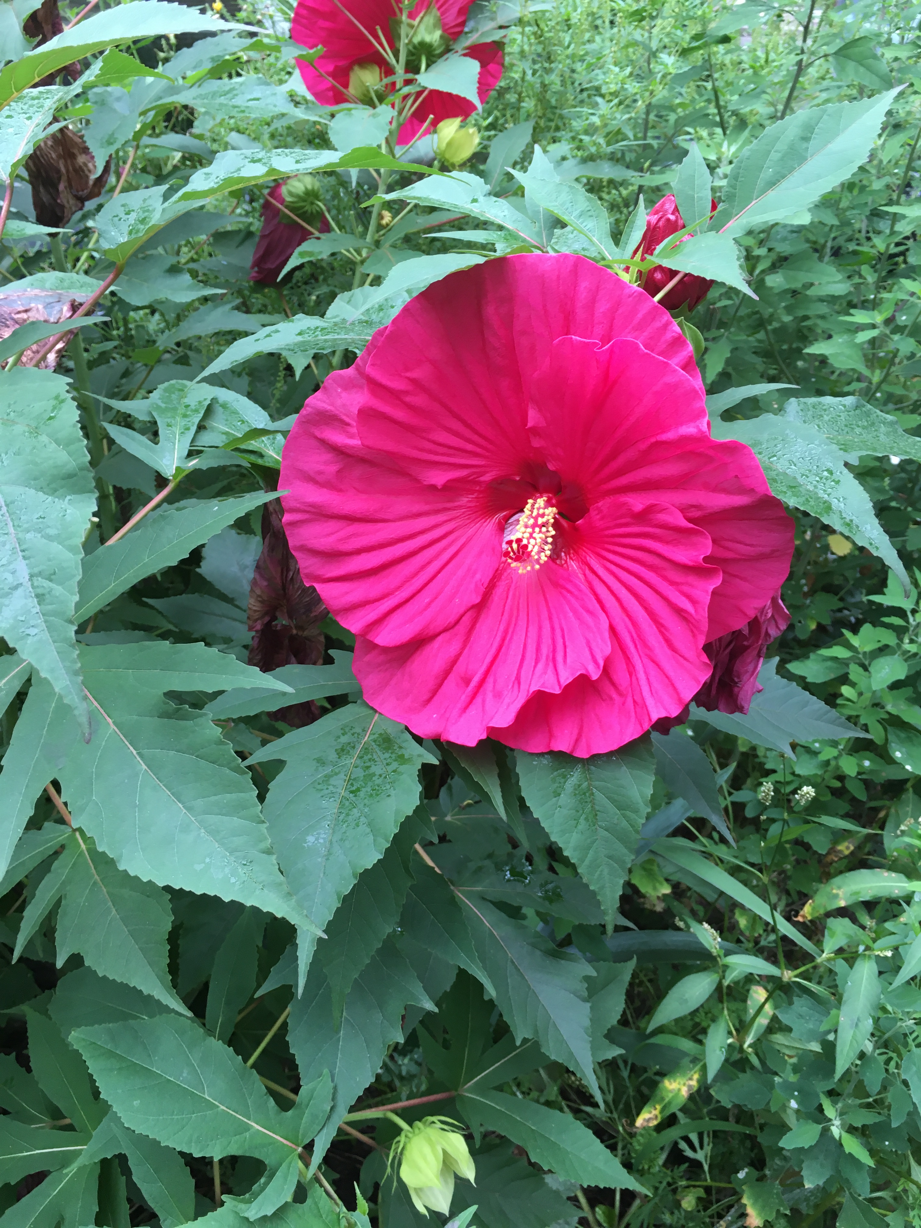 green bushes with a magenta hibiscus