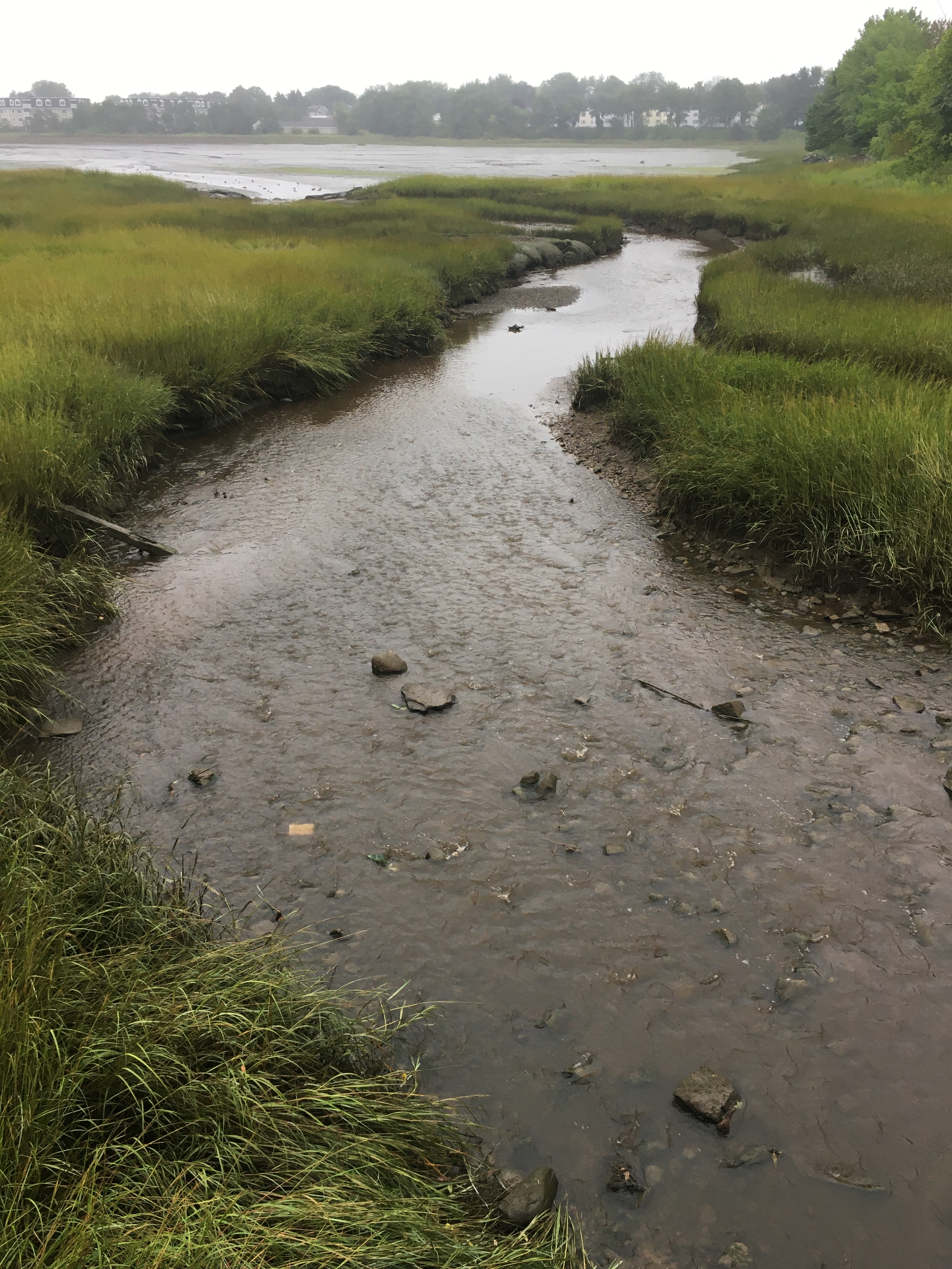 marshy green banks with a small stream flowing towards a larger body of water