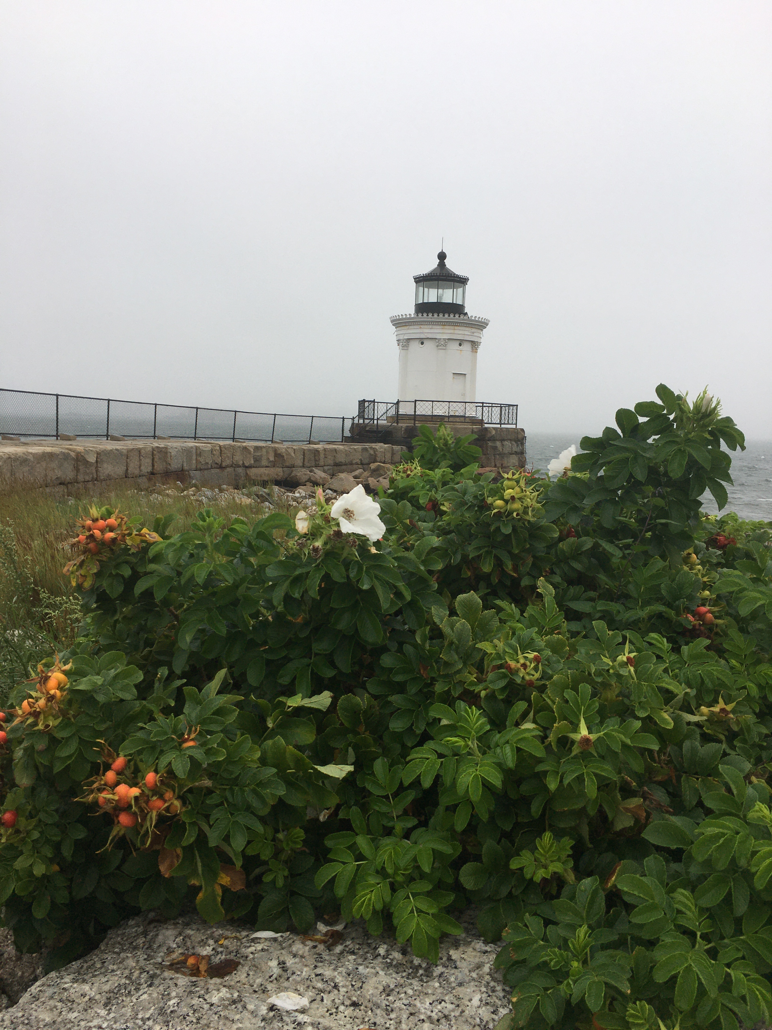 Image of a famous lighthouse known as the bug light on the Maine coast with white beach roses growing in front