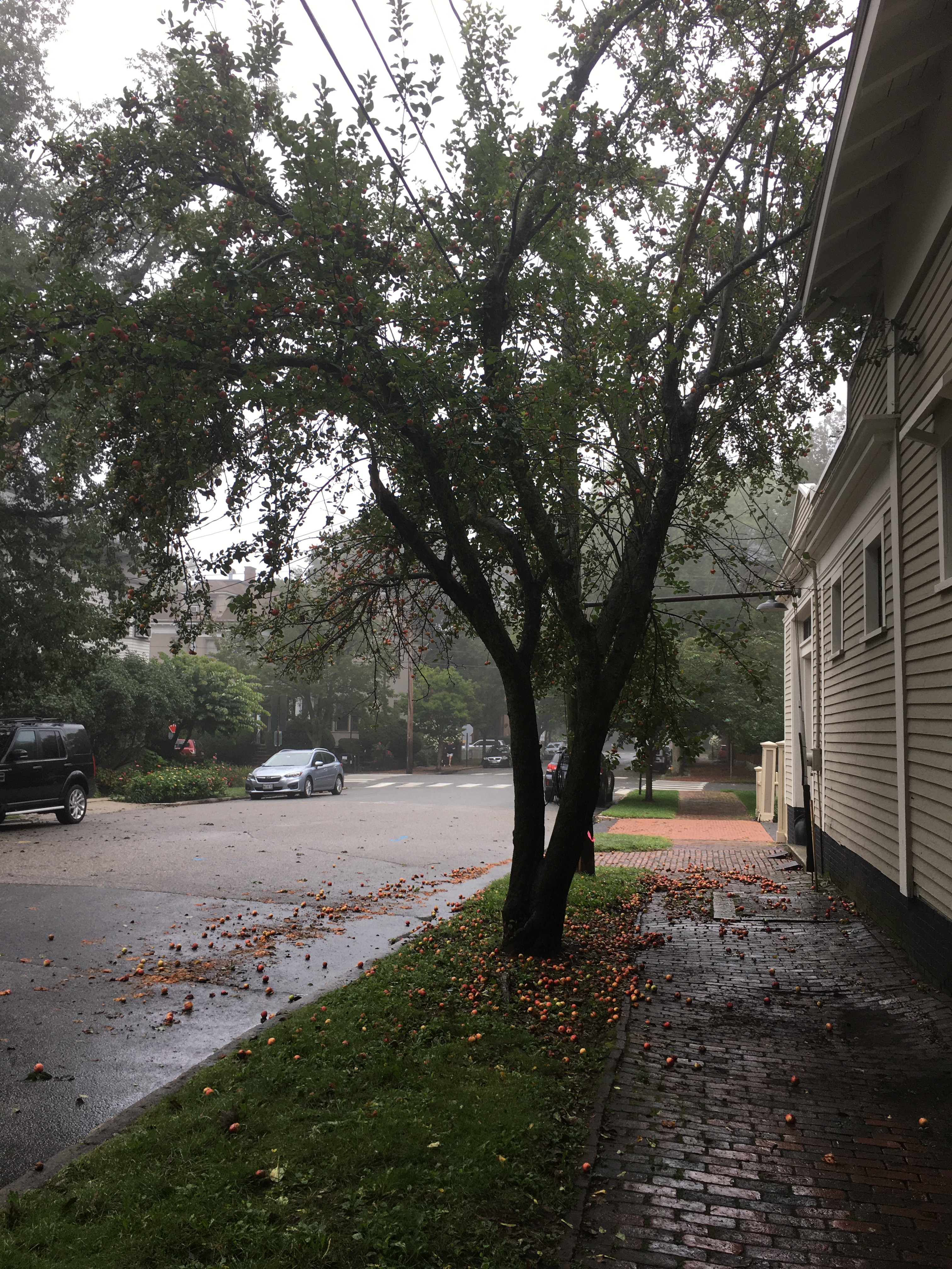 a crab apple tree at the side of a street