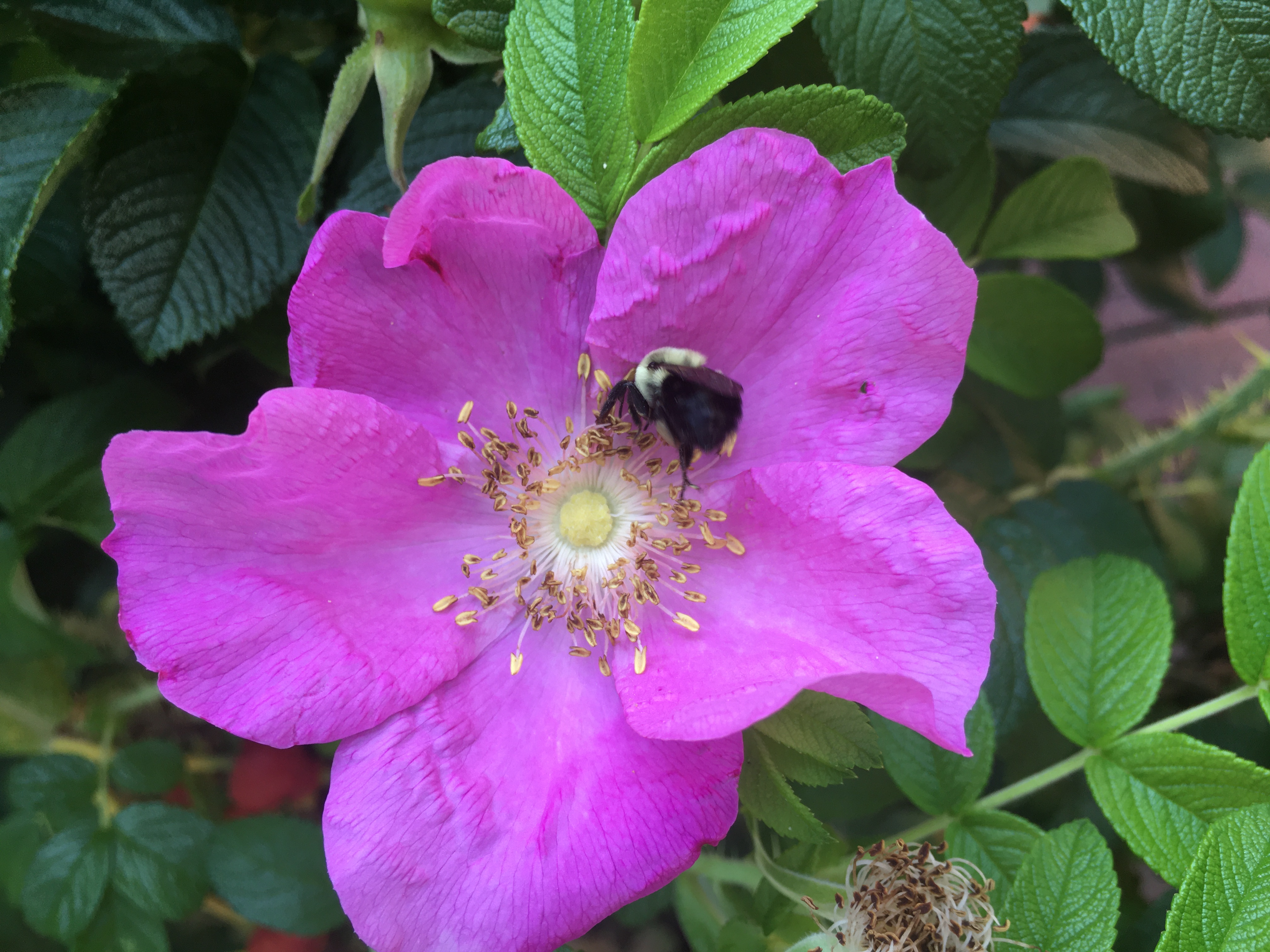 beach rose with a bee