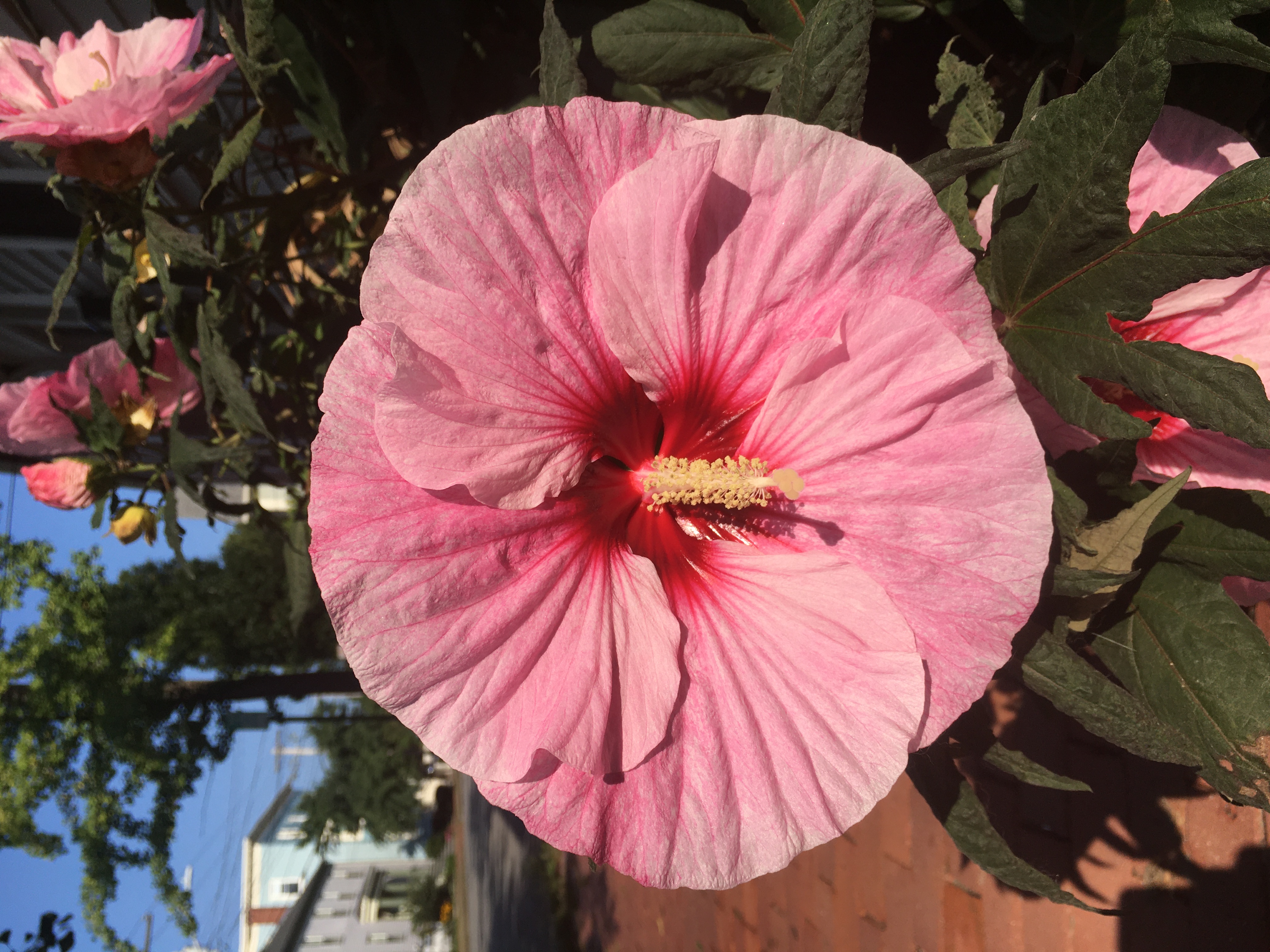 pink hibiscus