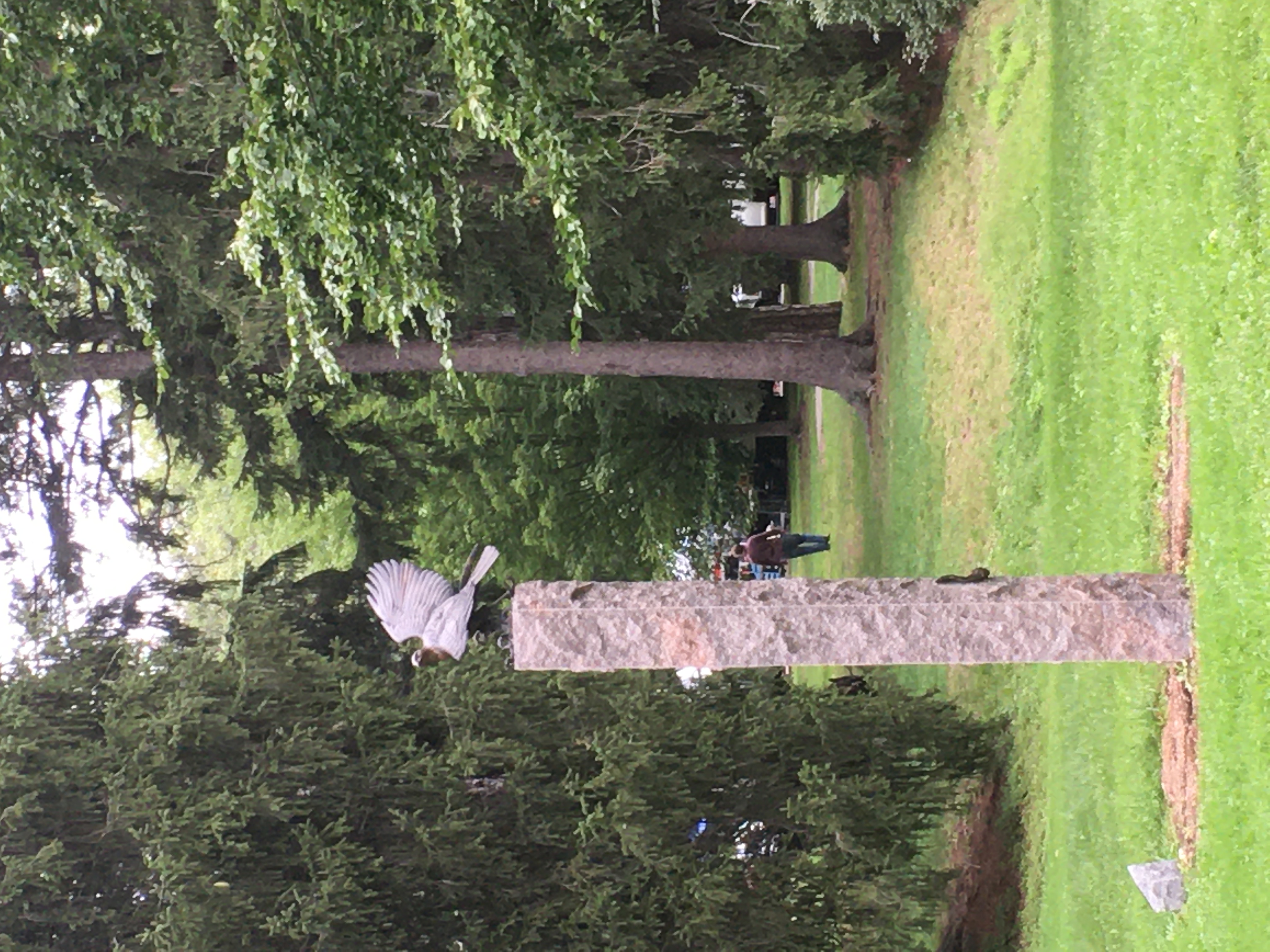 statue of hawk on a post
