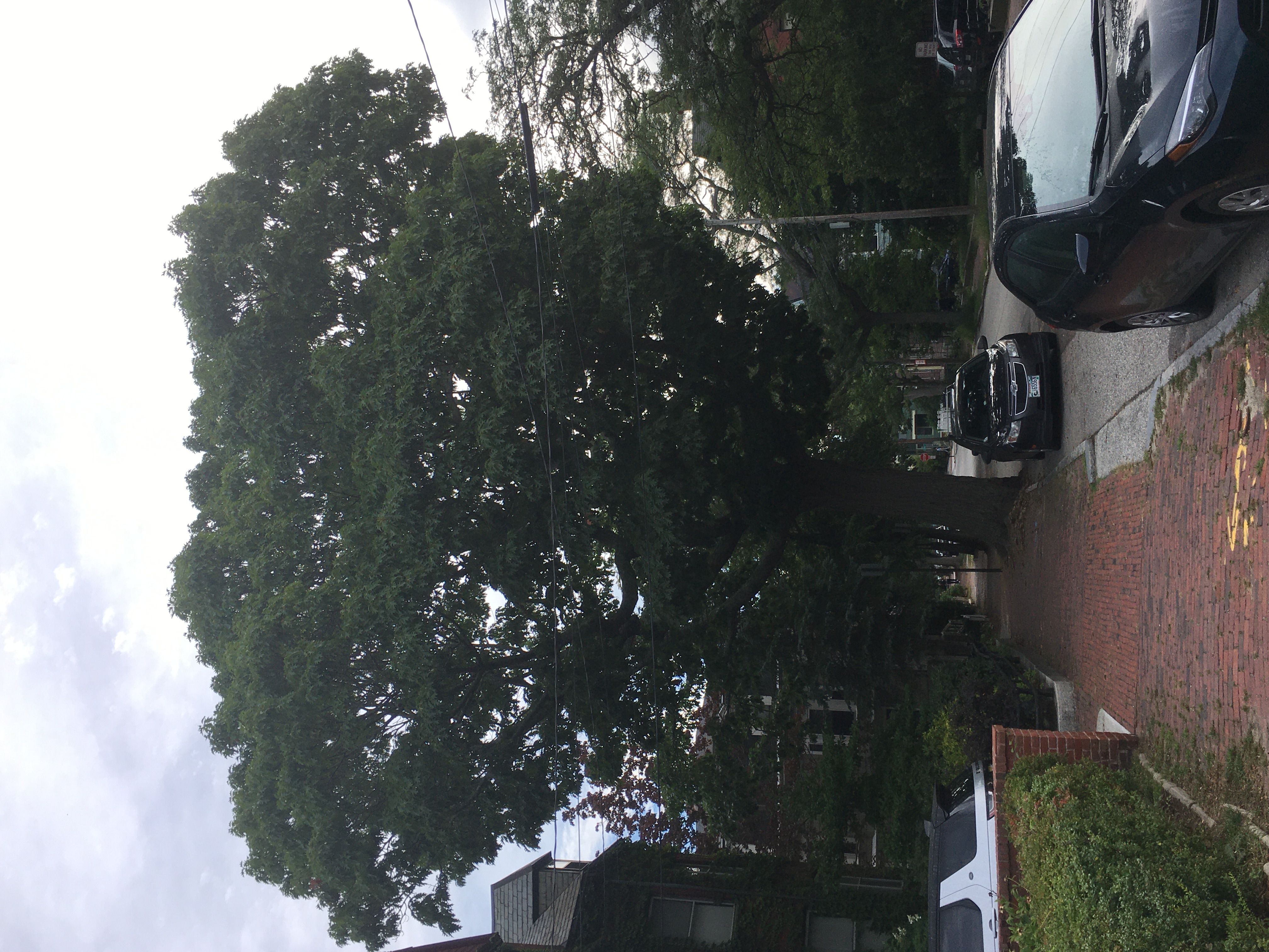 a giant red oak that is "my friend"