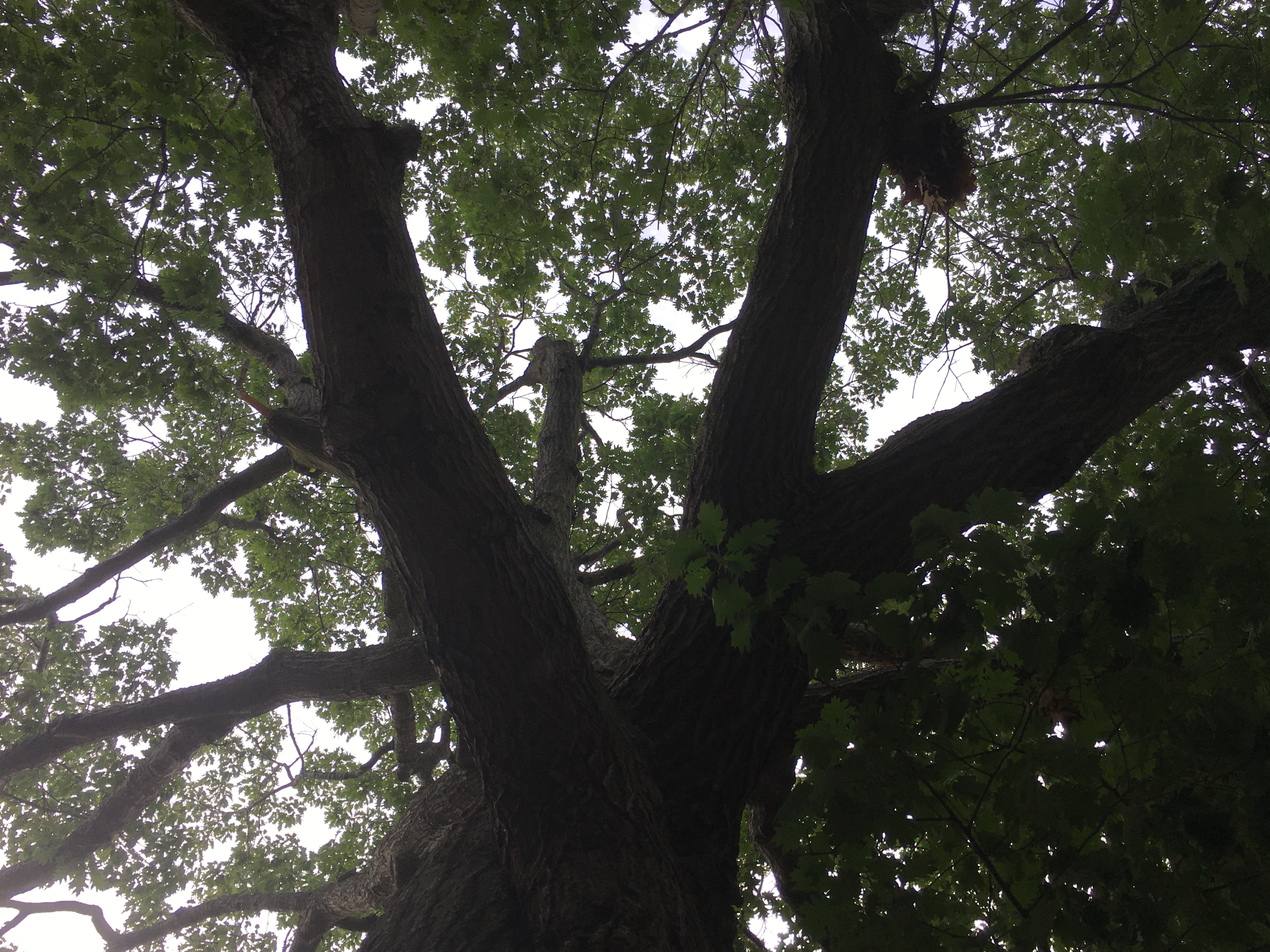 looking straight up at a red oak with its branches spreading overhead