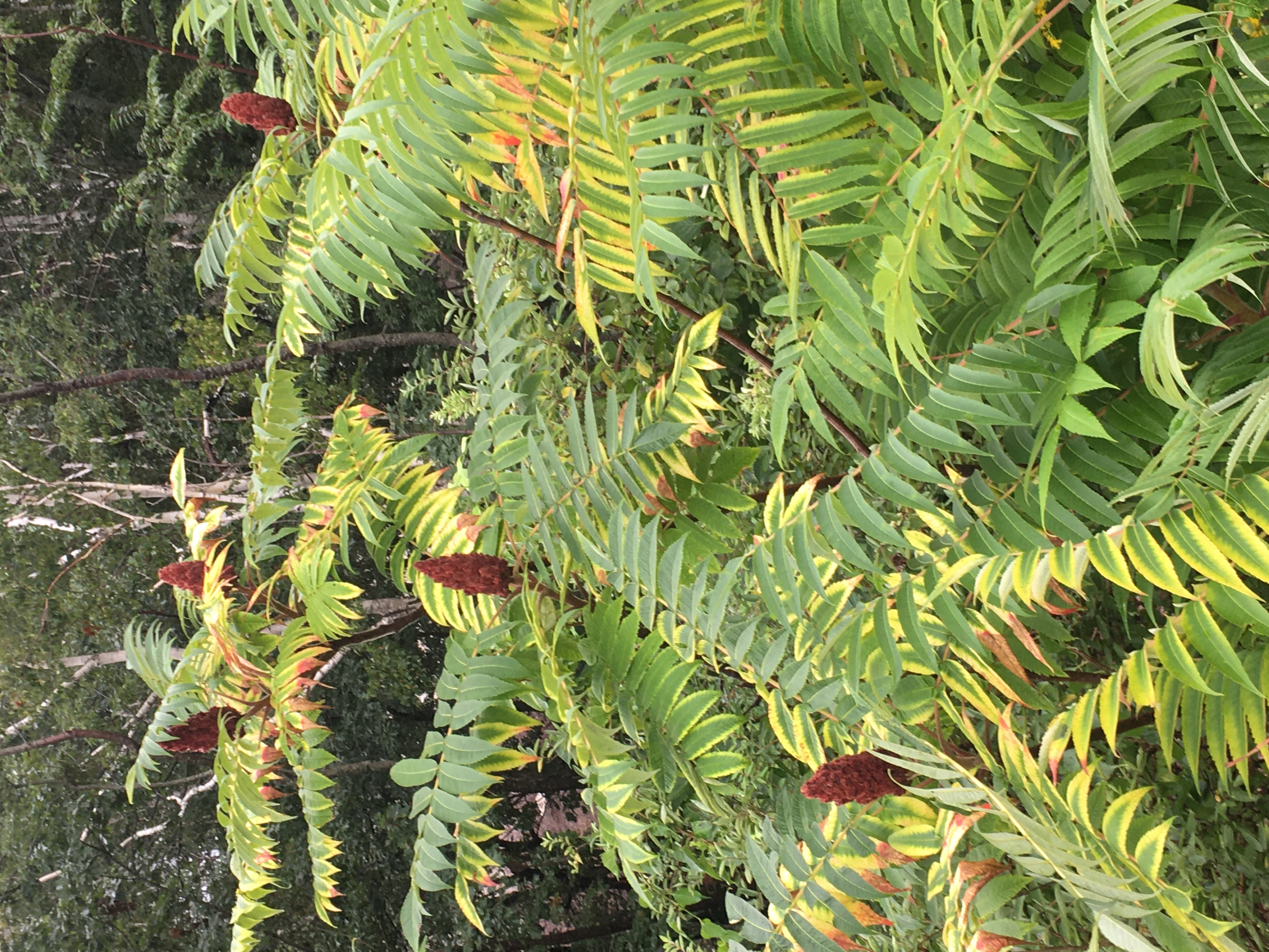 culinary sumac