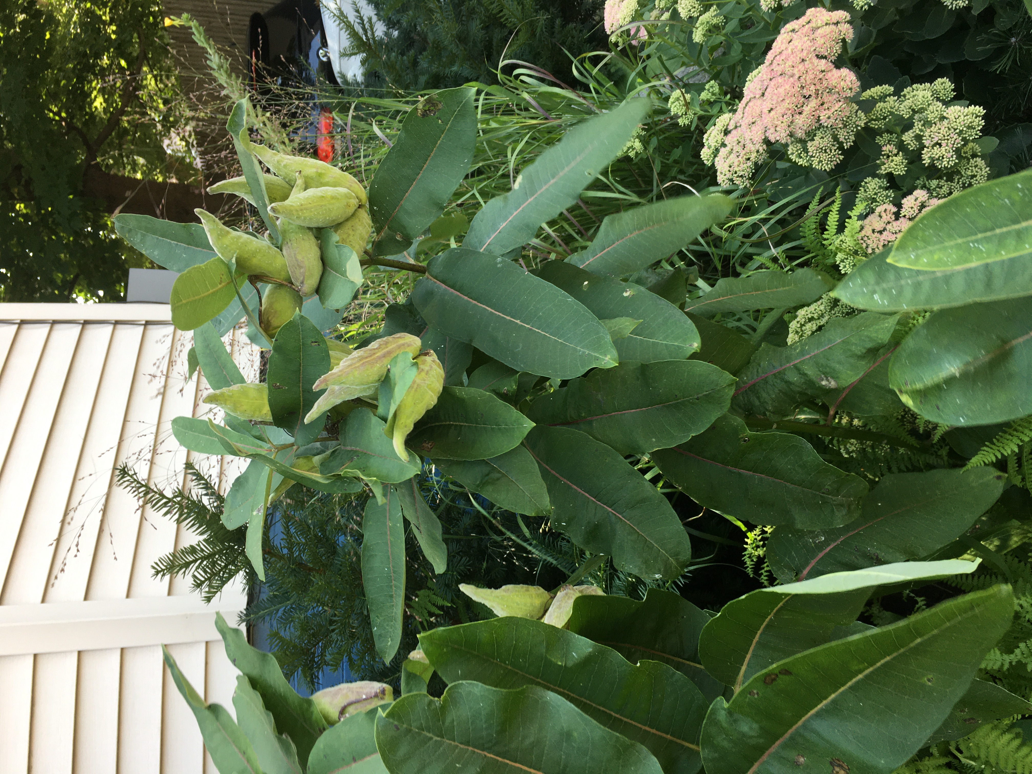 milkweed with pods