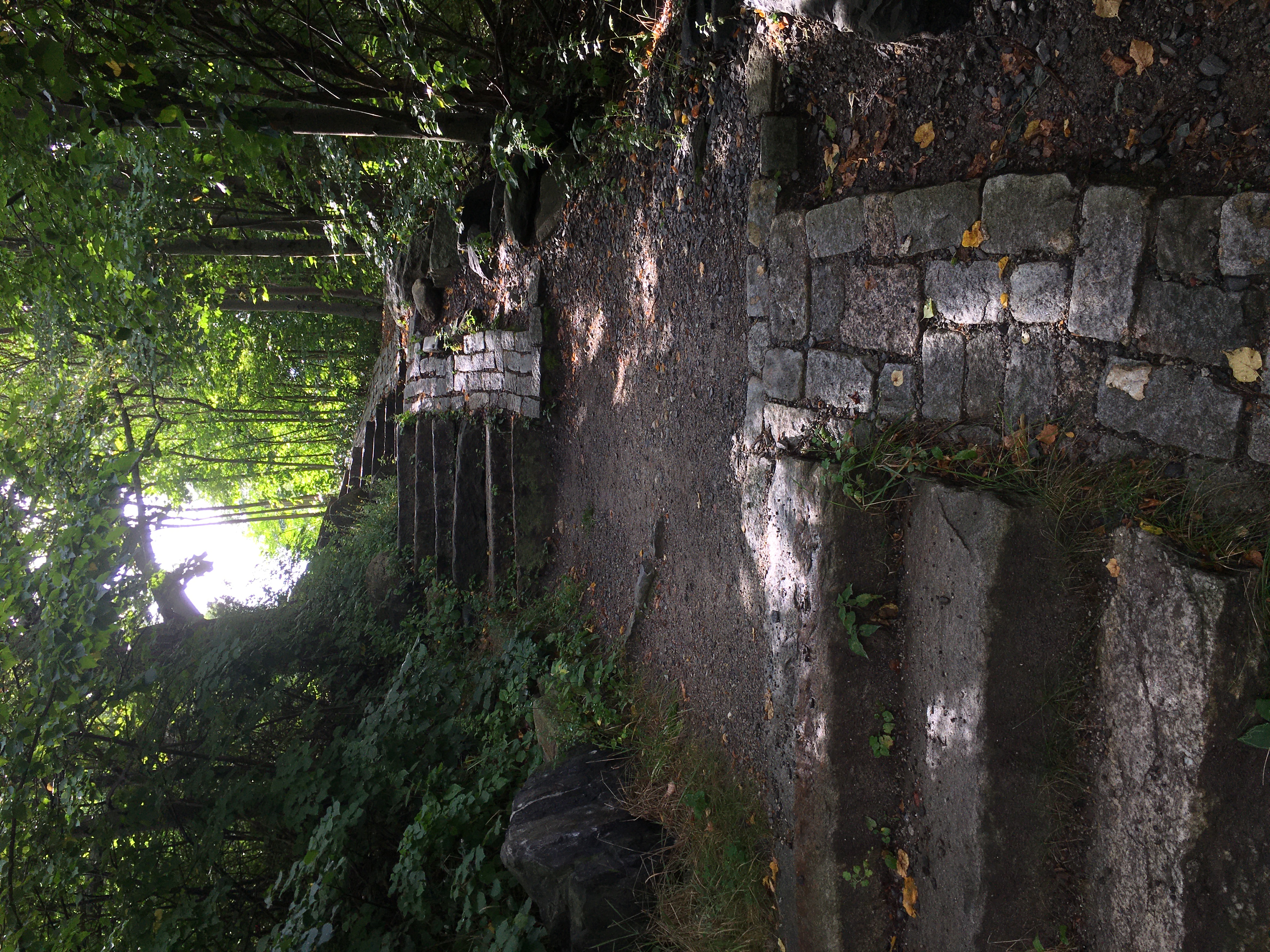 stone stairs in a forest with filtered sunlight