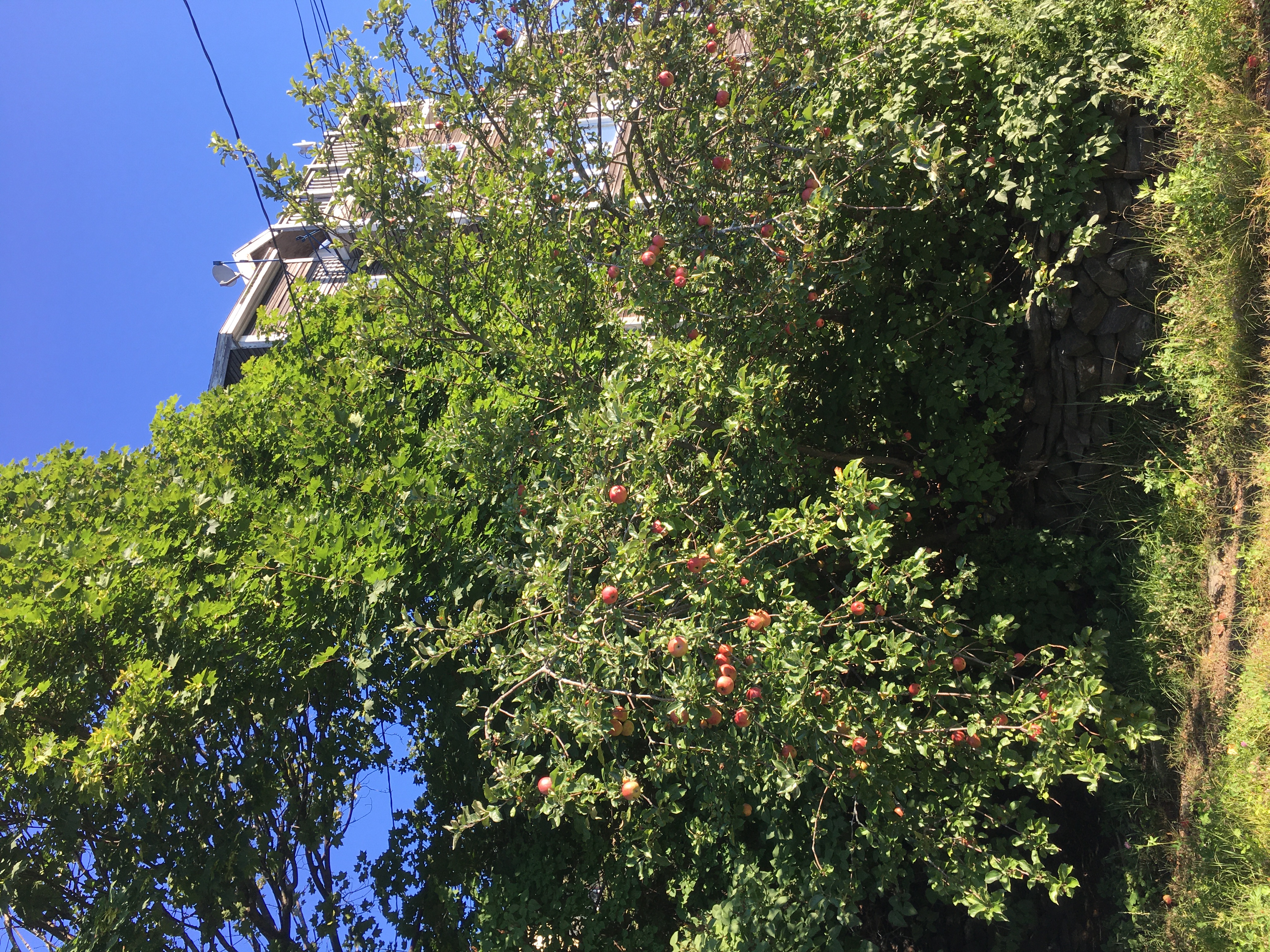 Apple tree and blue skies