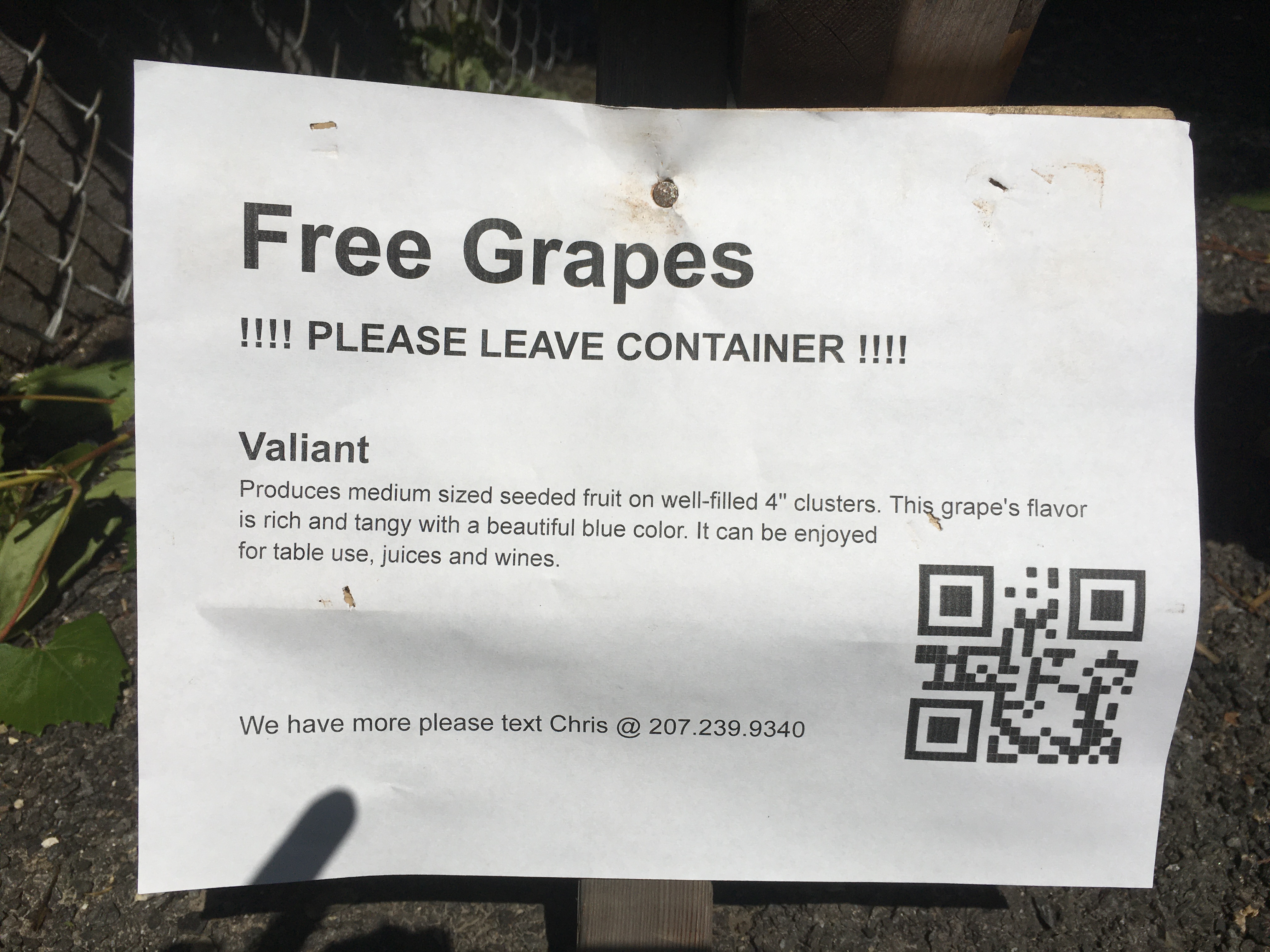 Sign for free grapes that says they are a type called Valiant
