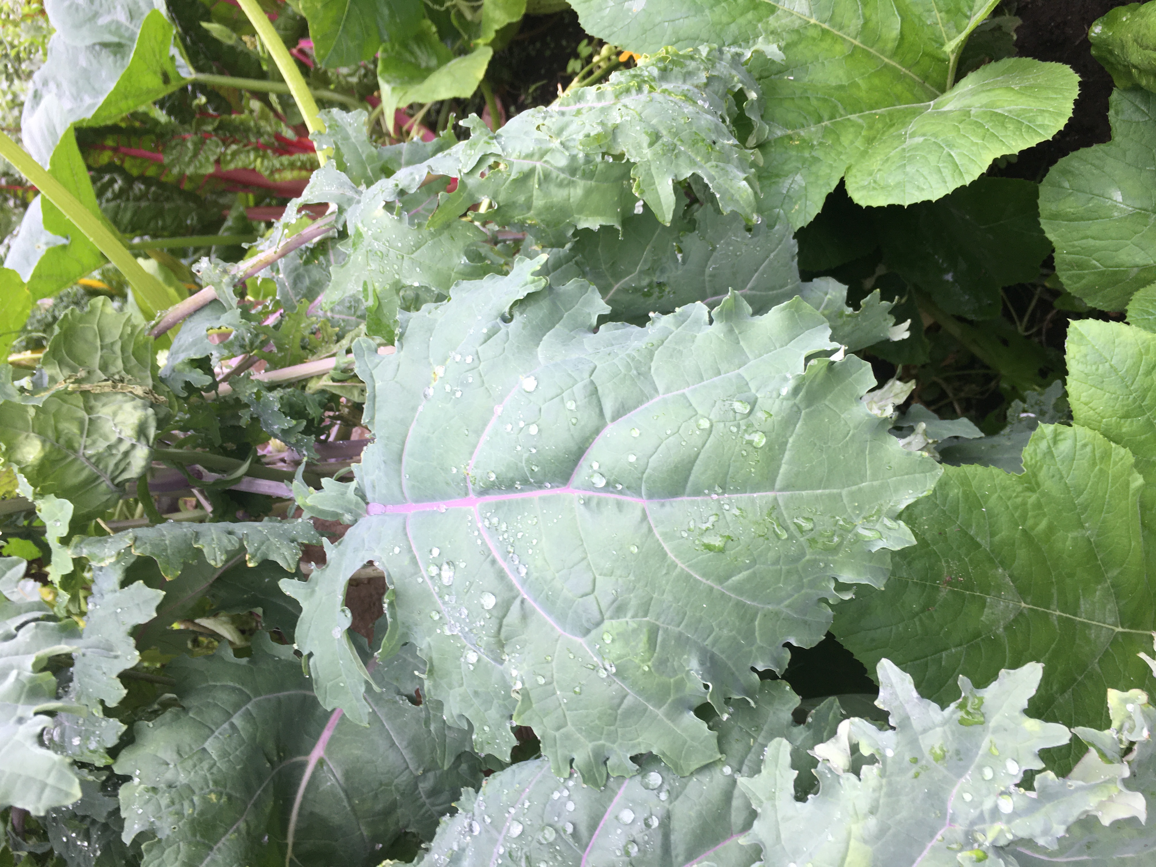 Russian kale leaves