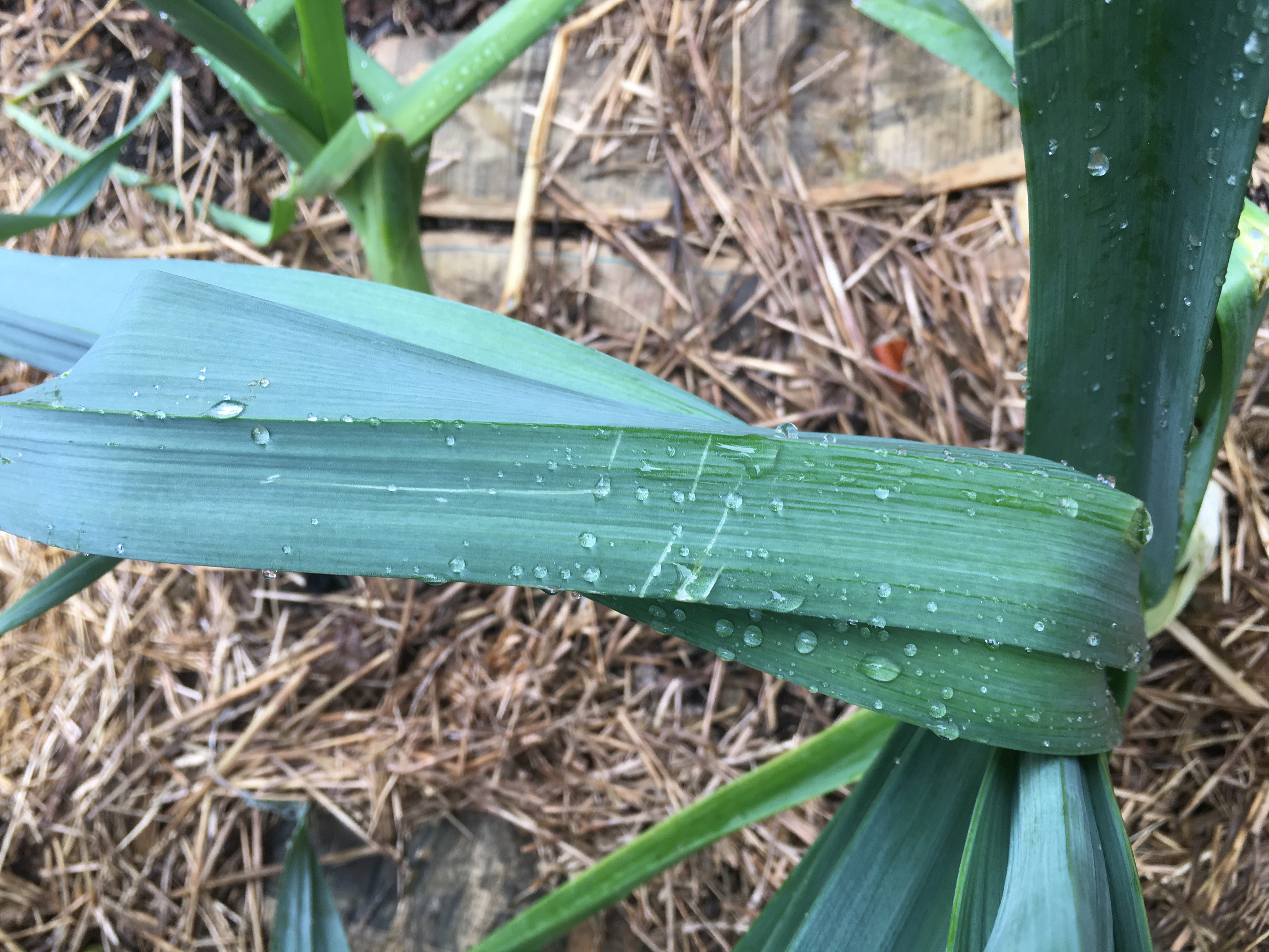 leek leaves with raindrops