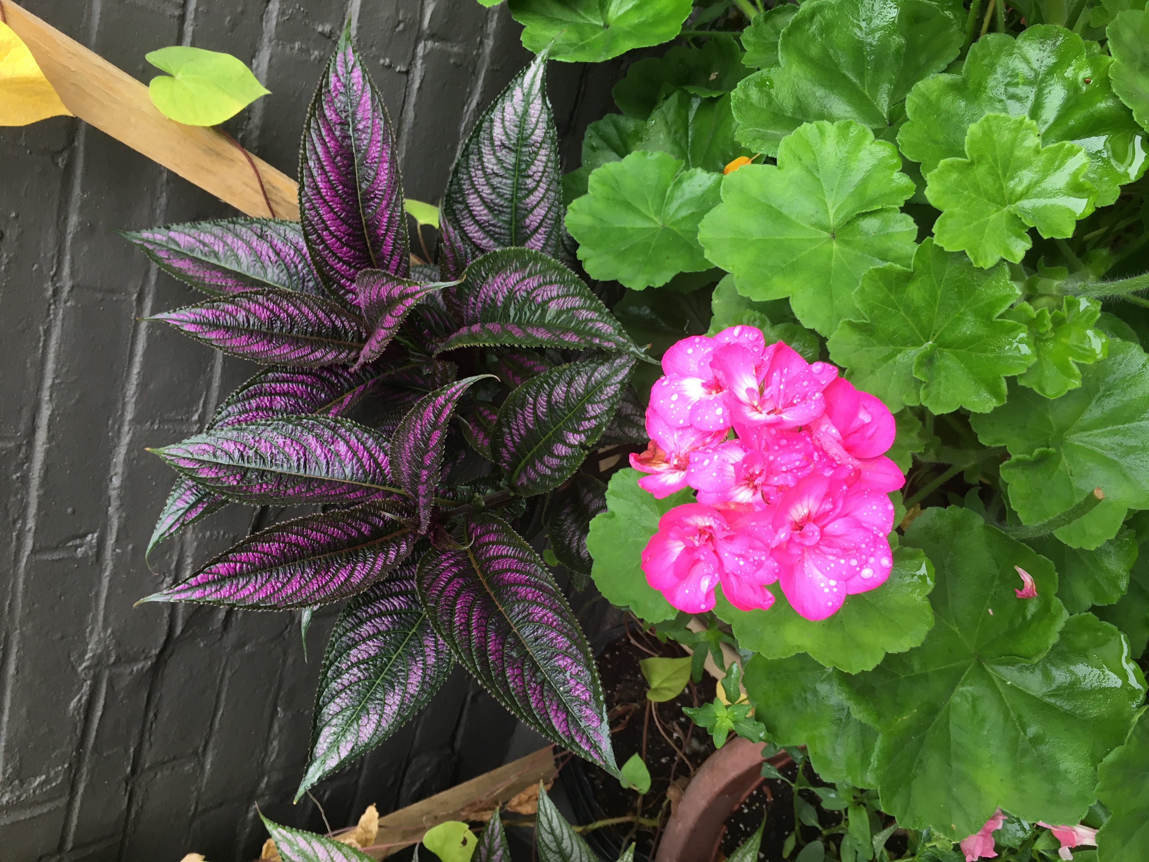 a plant with pink leaves and a bring pink geranium