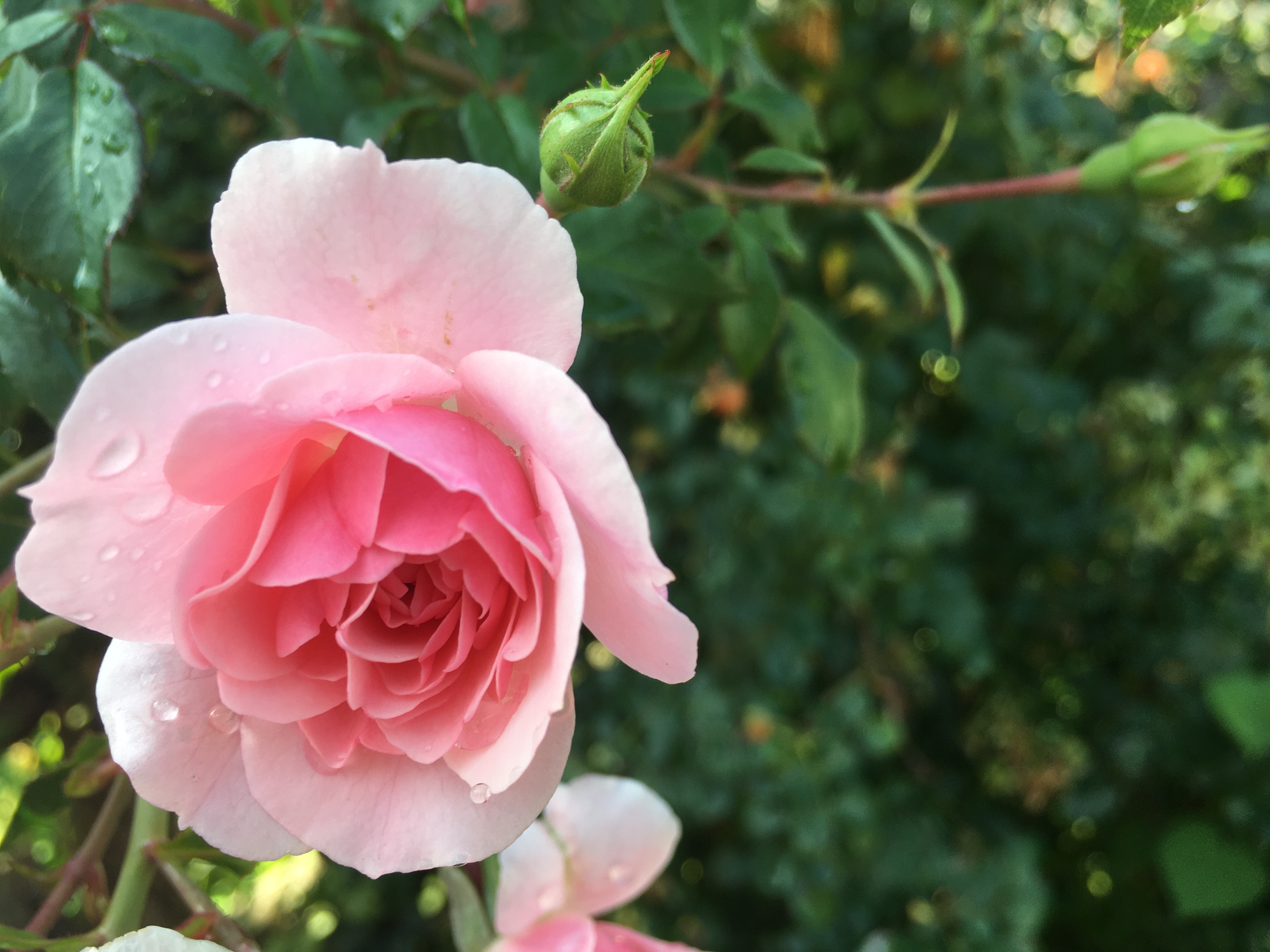 pink rose