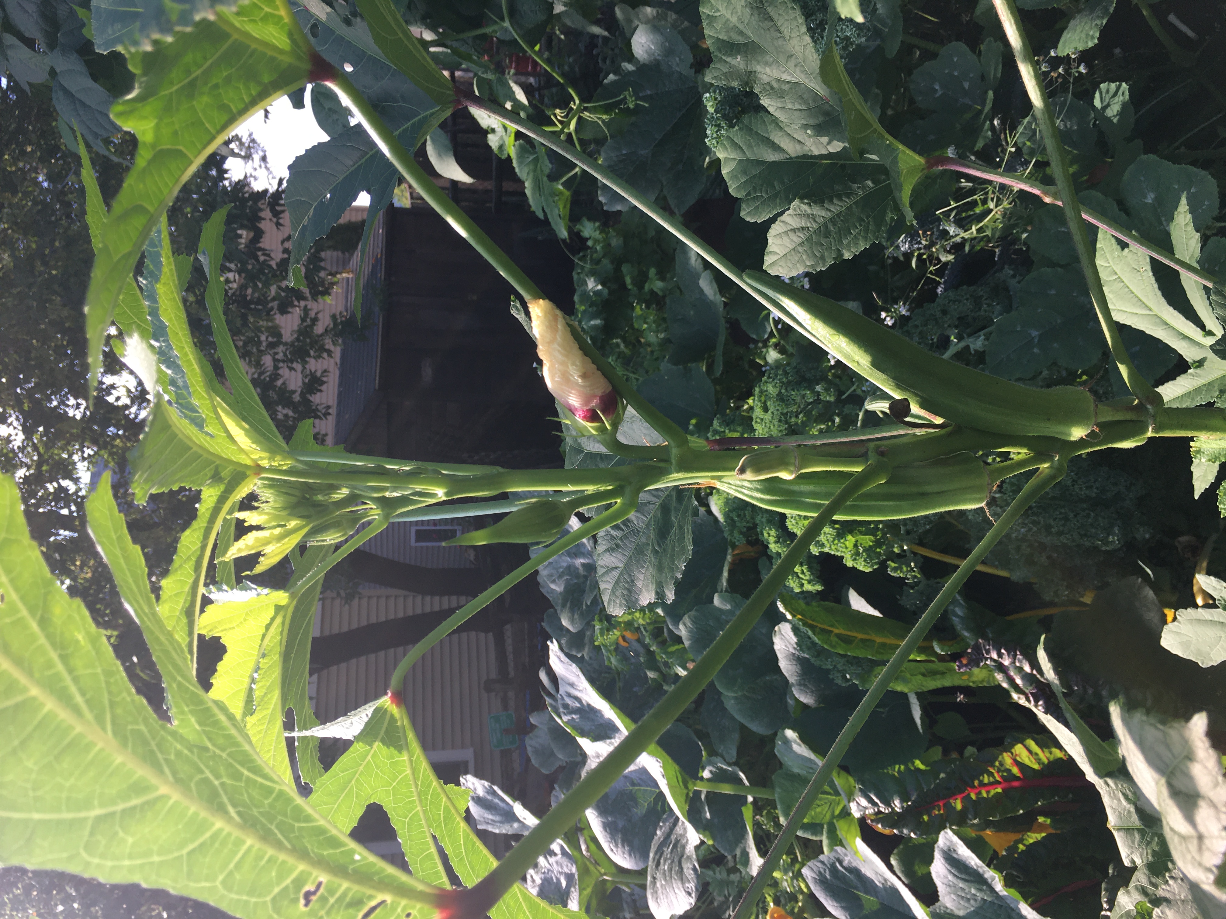 okra plant in Clark St. Community Garden