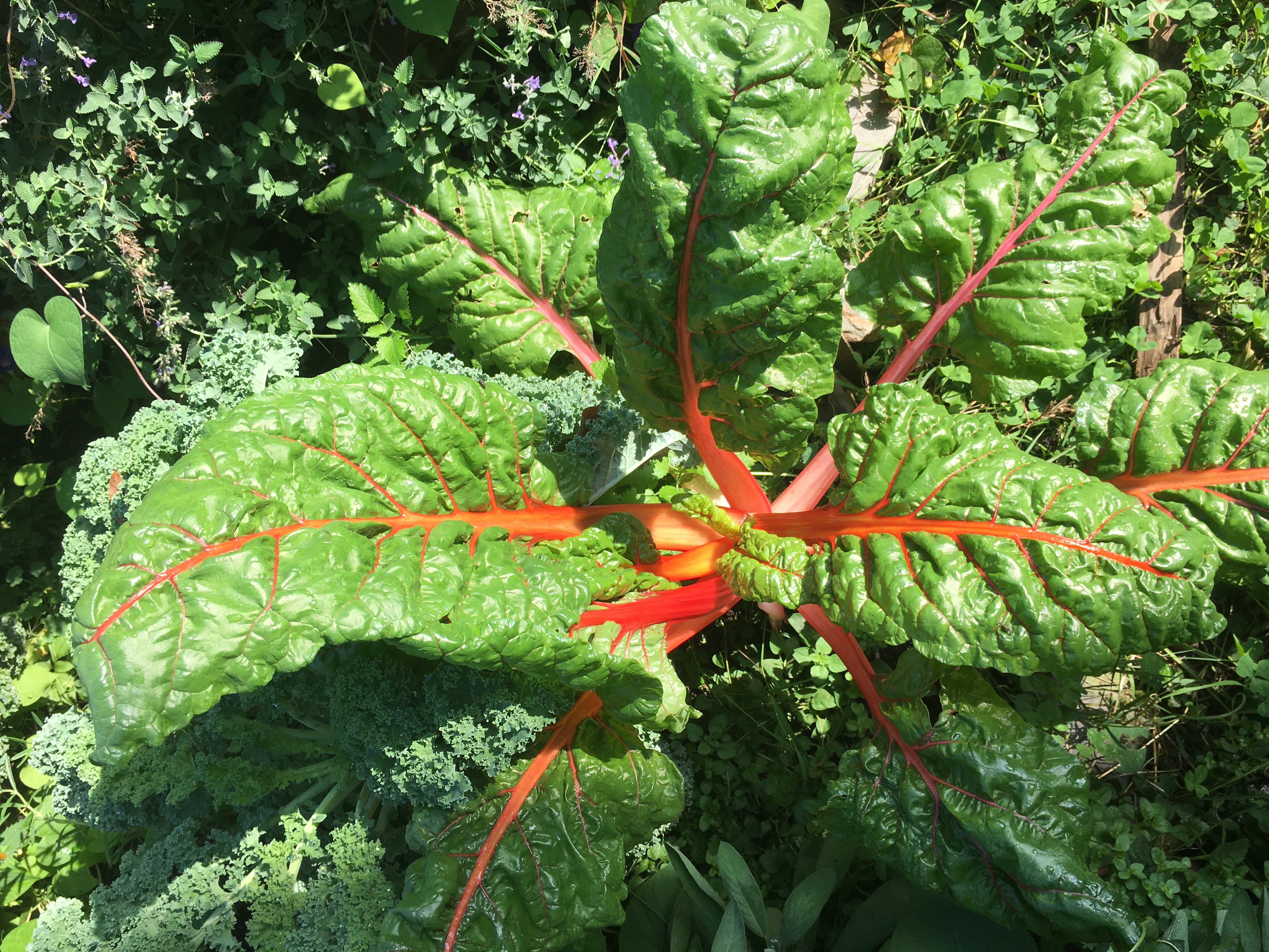 chard with red orange stems