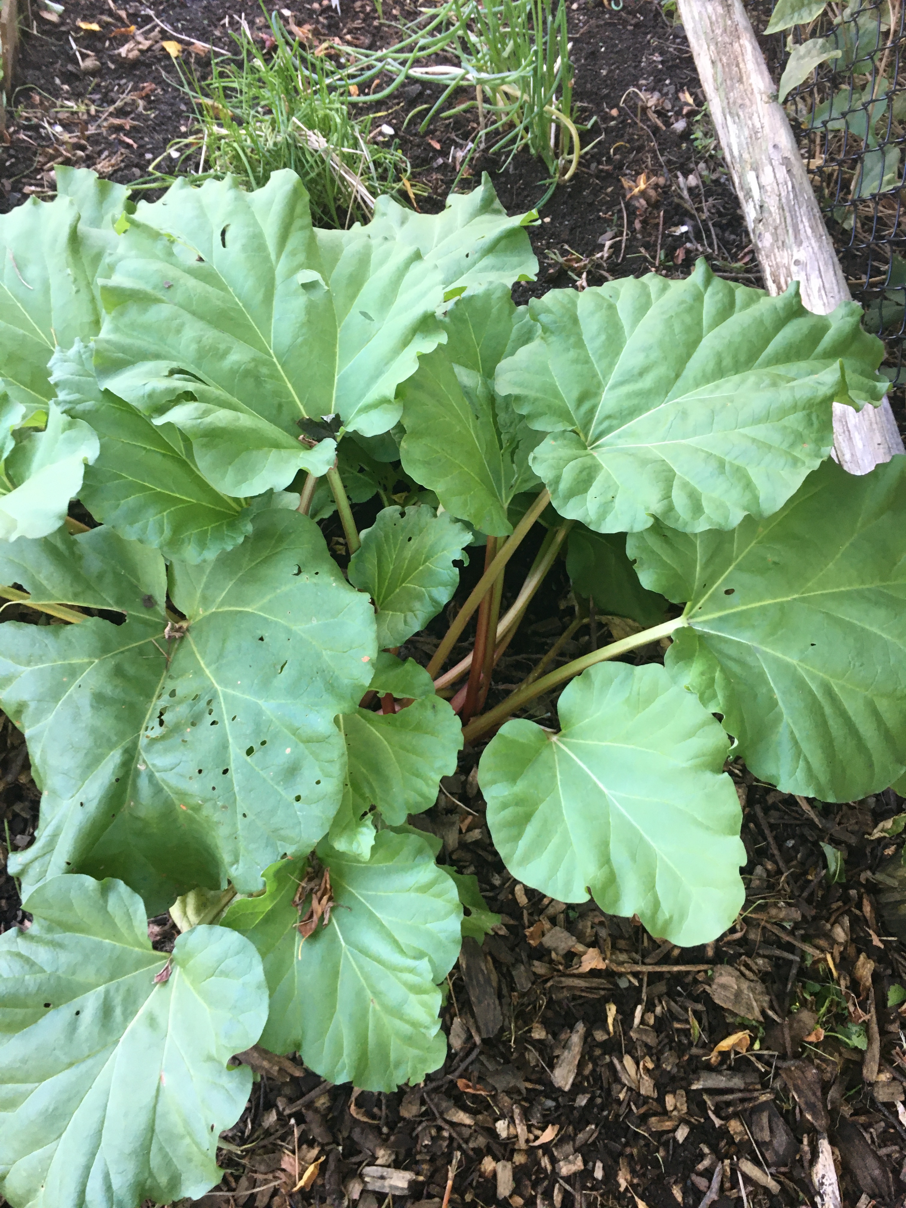 Green rhubarb plant