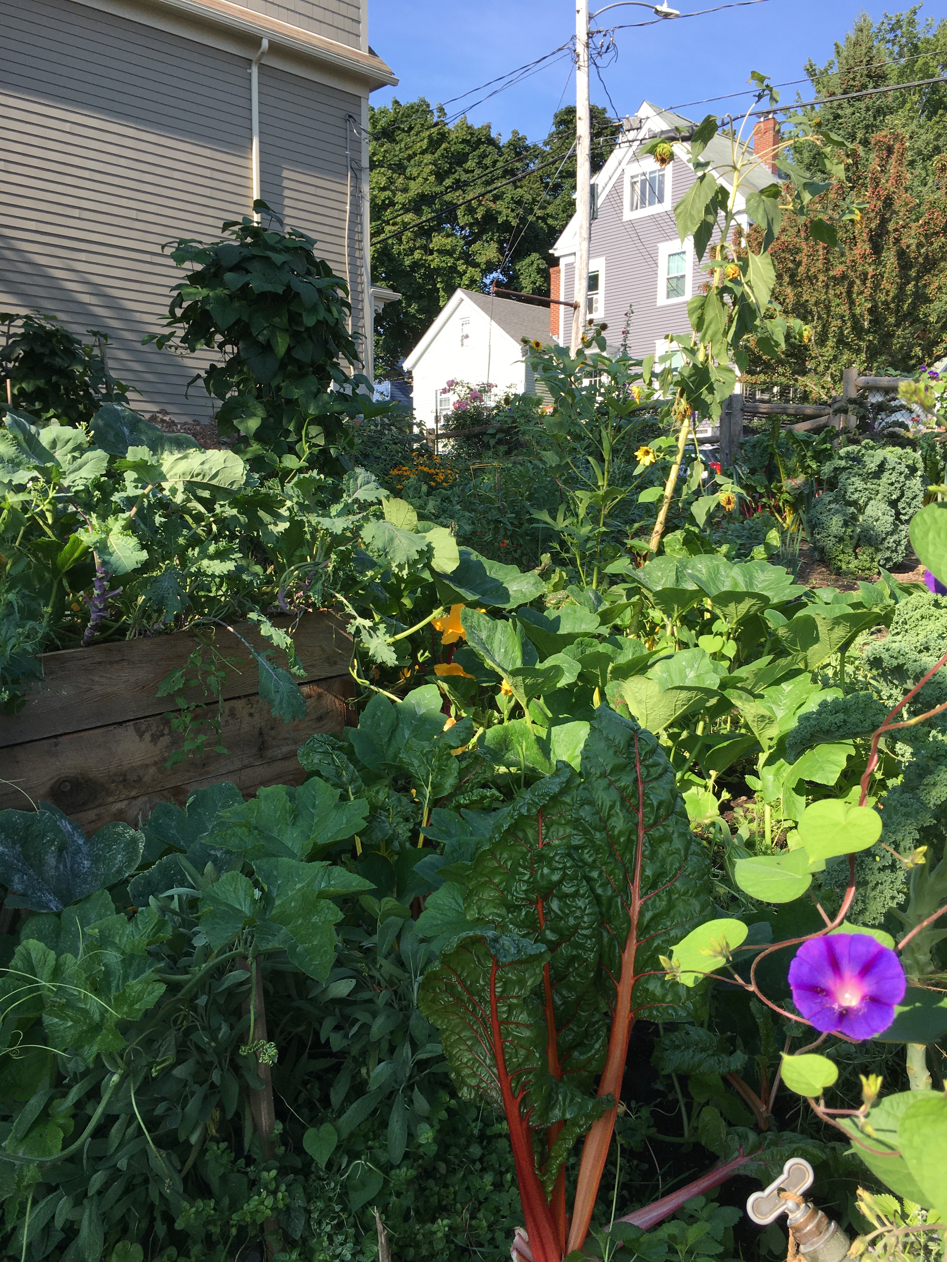 Clark st. garden