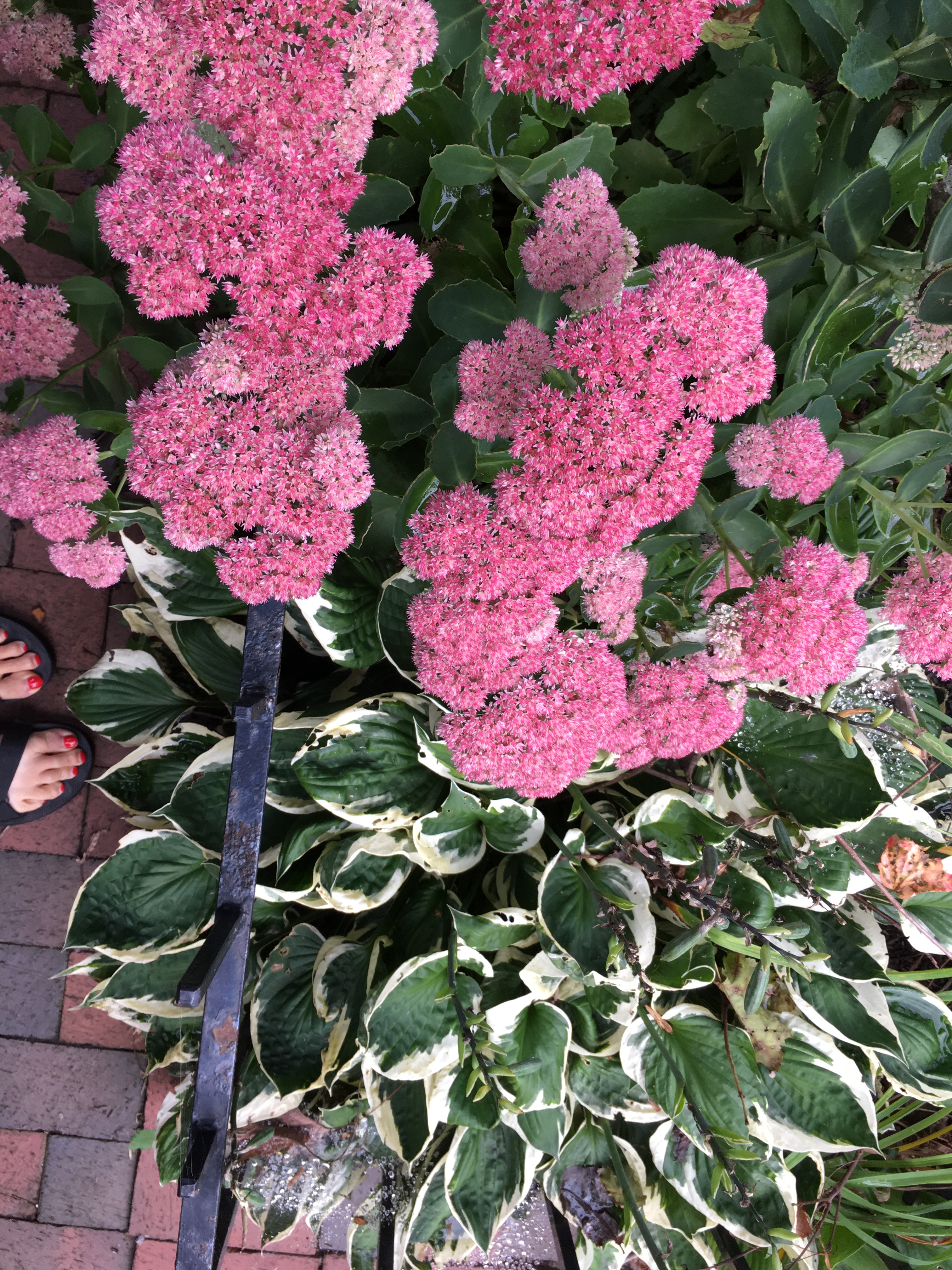 pretty pink flowers
