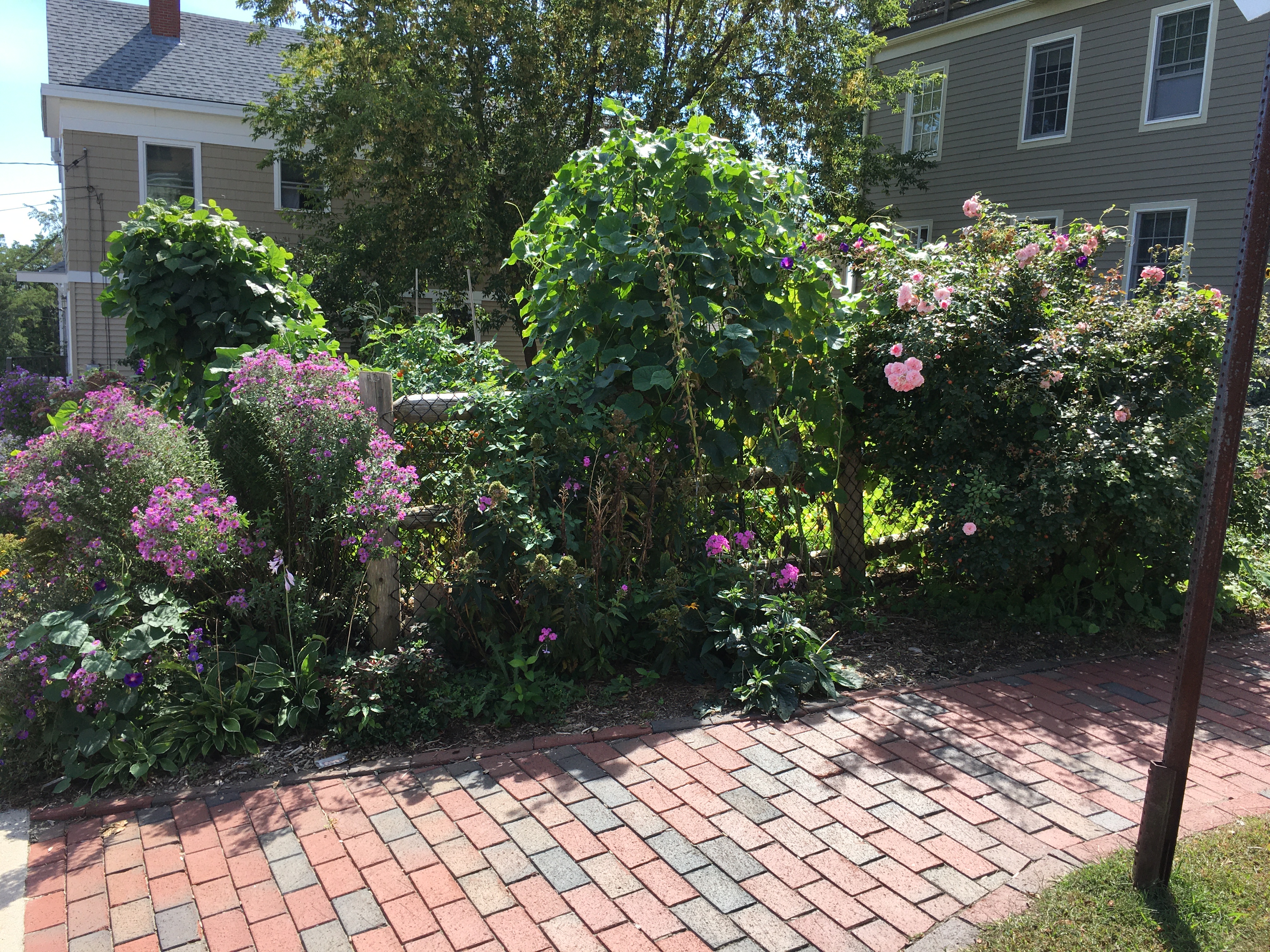 Clark st. garden