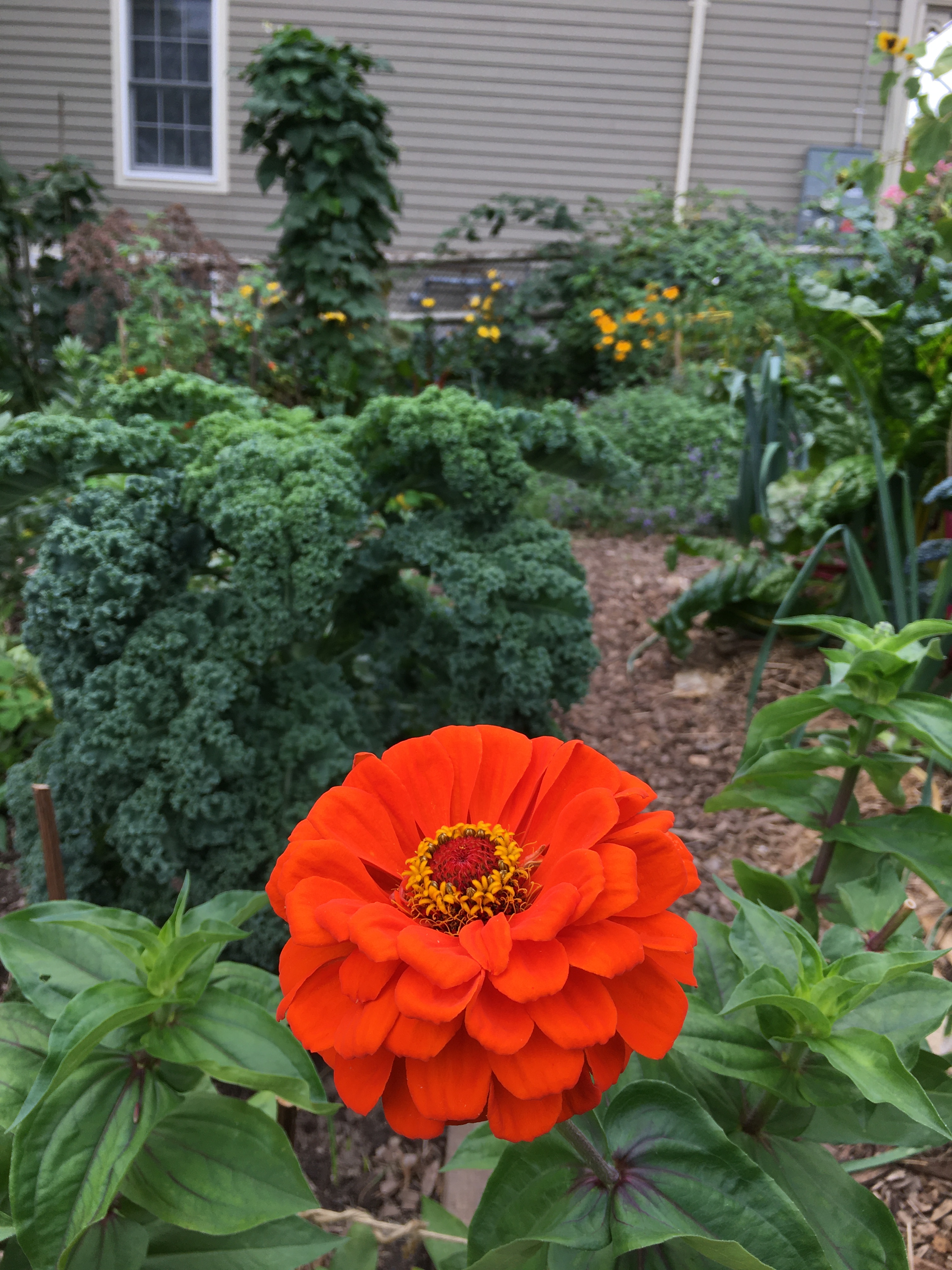 red orange flower and kale