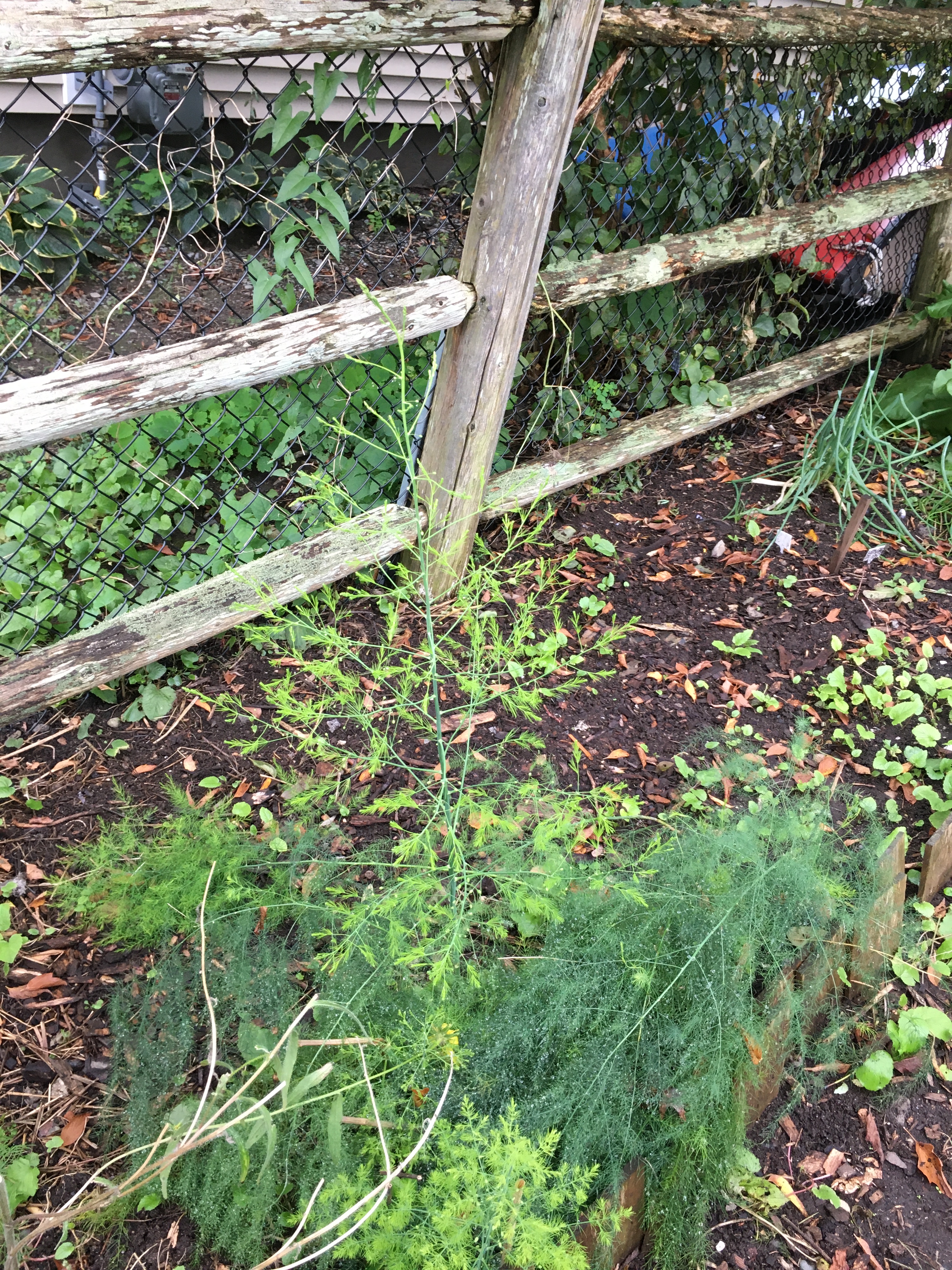 asparagus getting ready to seed