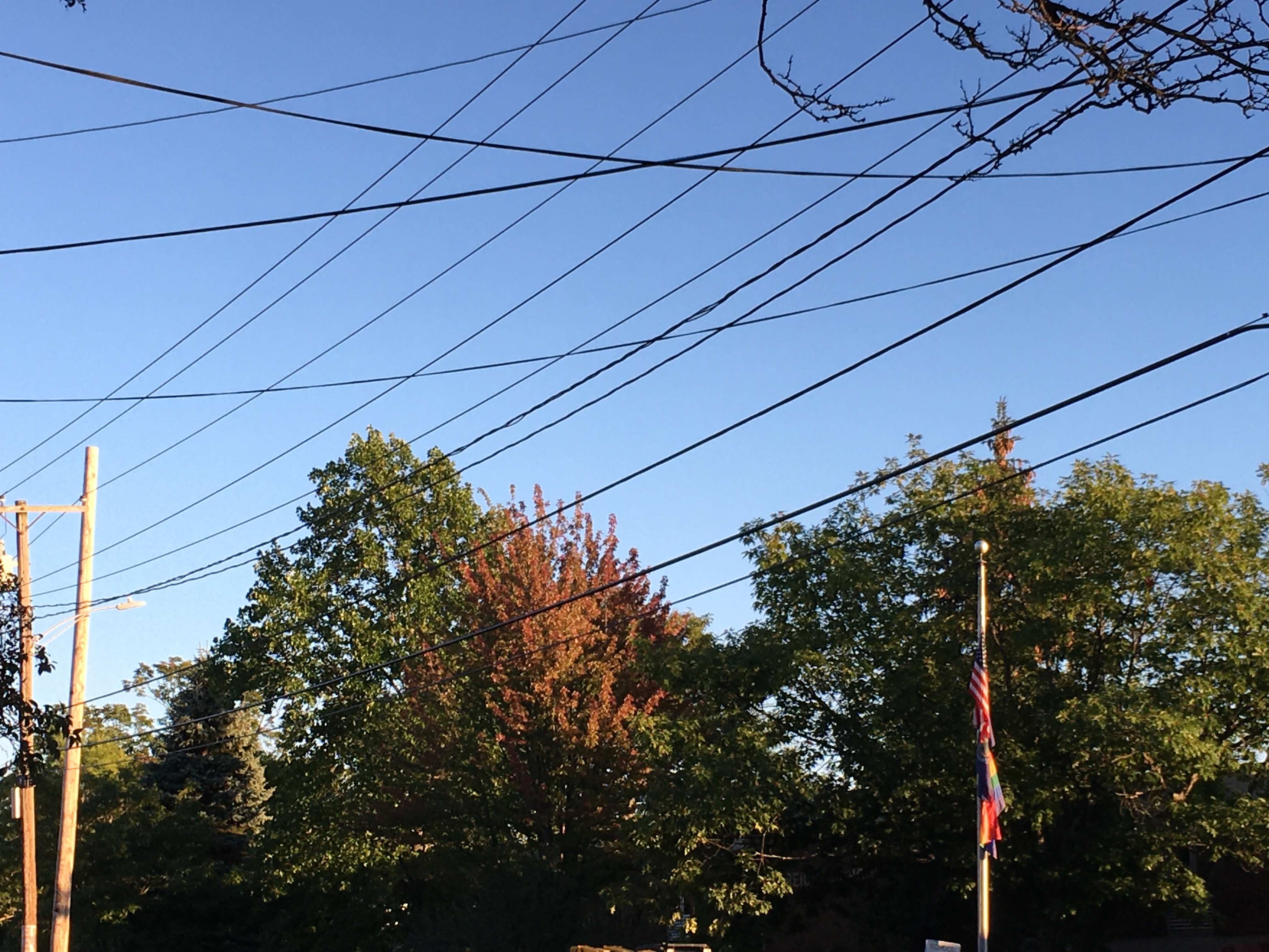 First fall leaves