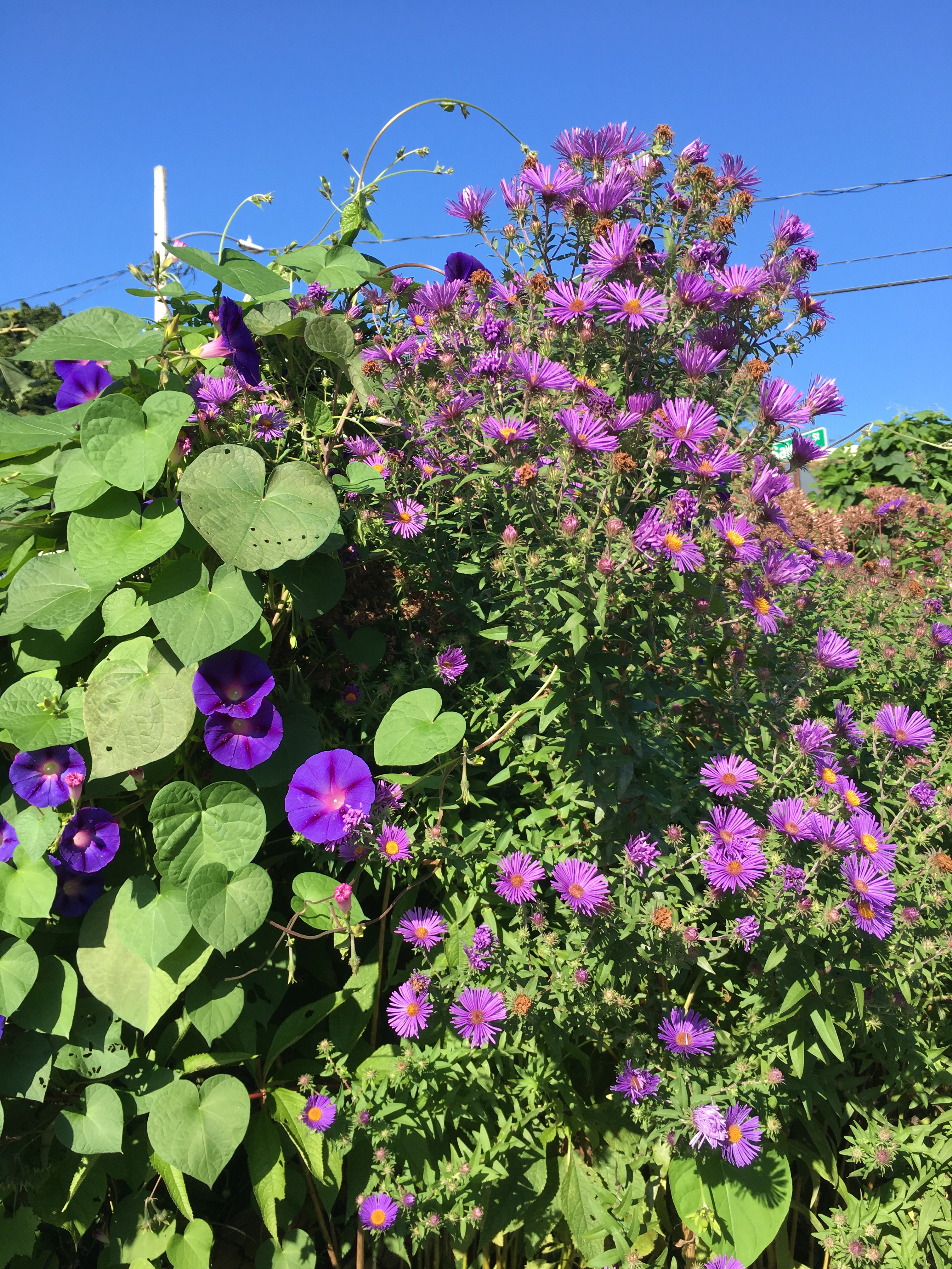 clark st. community garden purple flowers