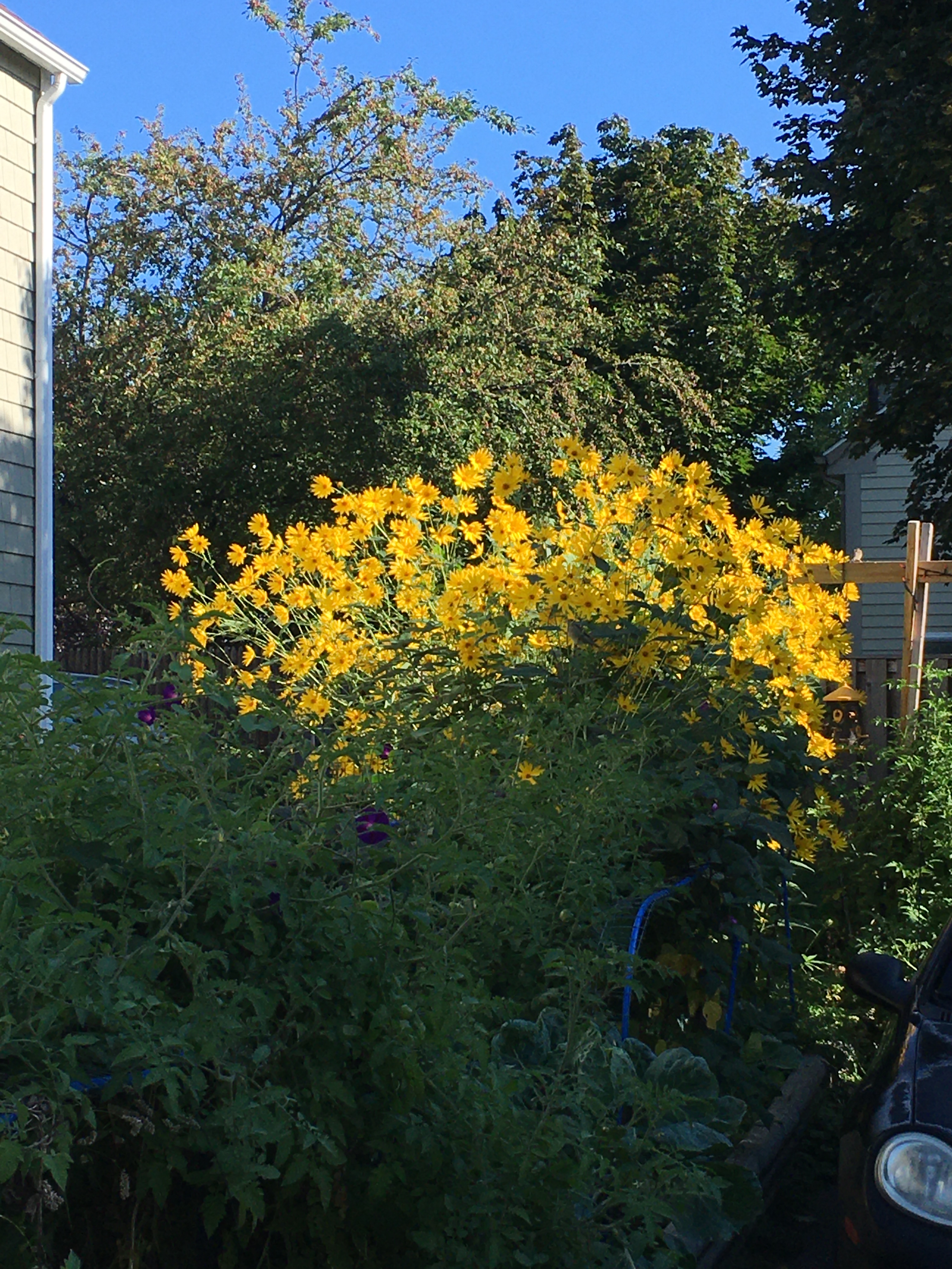 yellow sunflower like flowers in portland