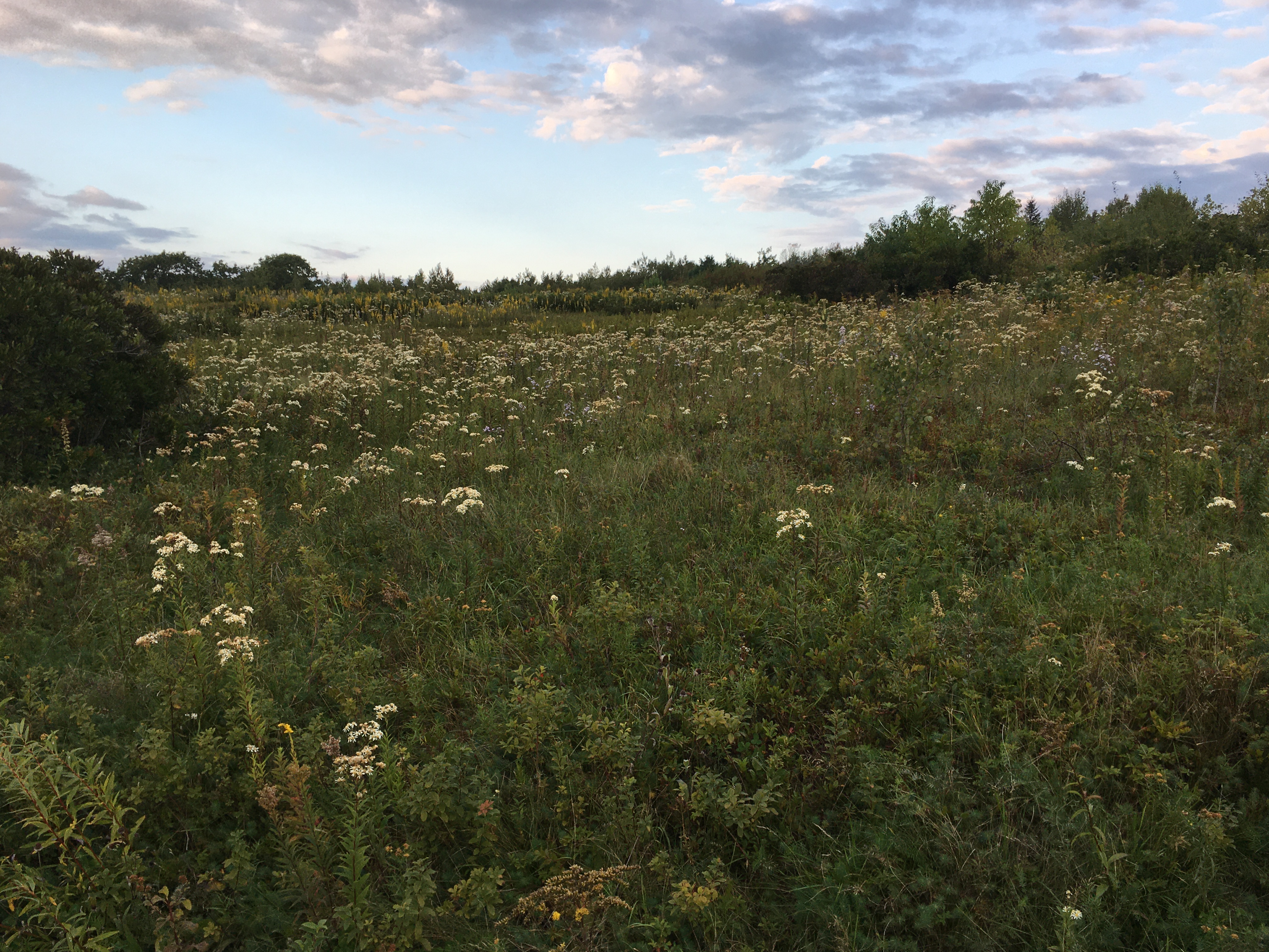 flowers on Beech hill