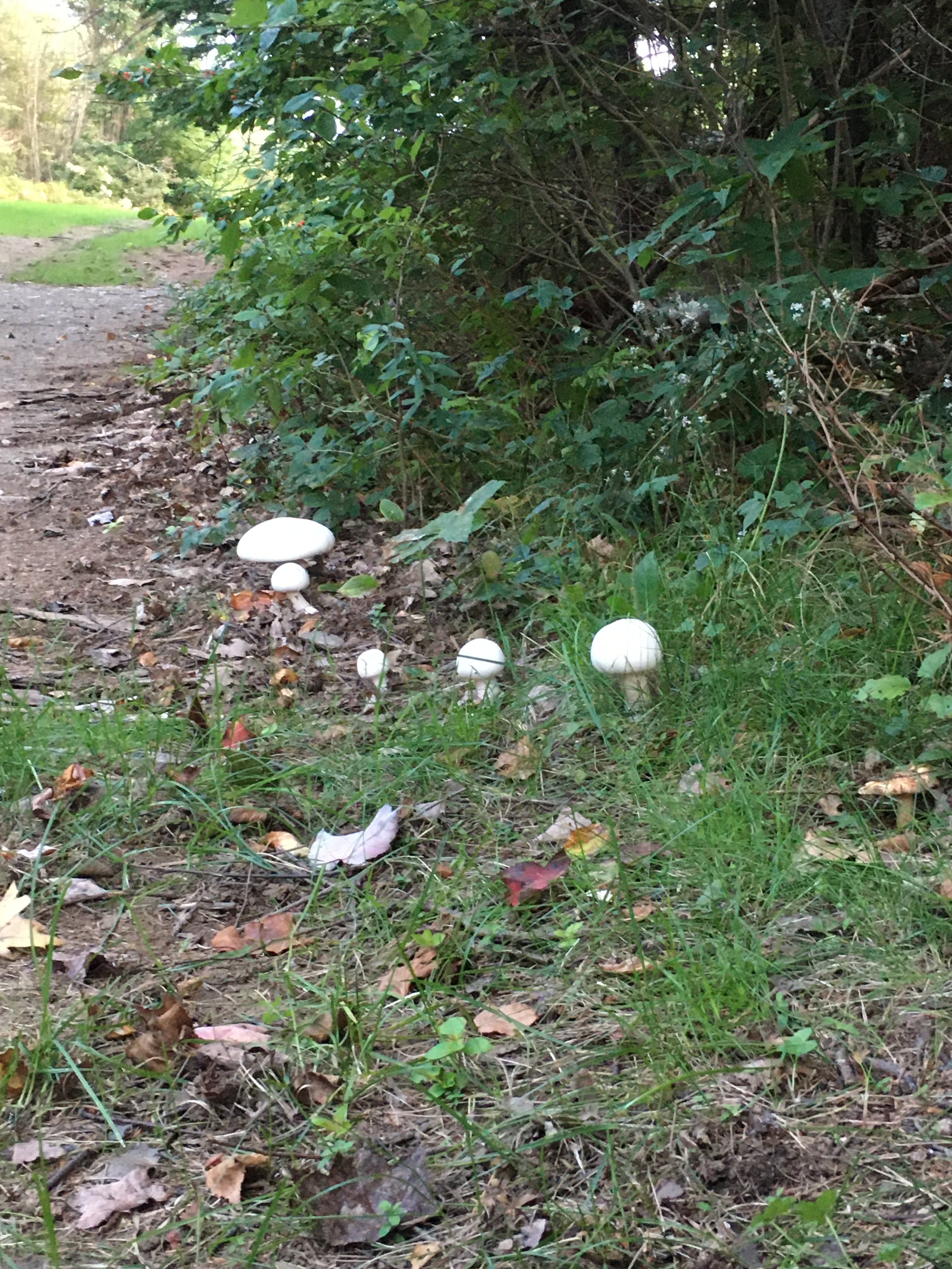 mushrooms on the way back