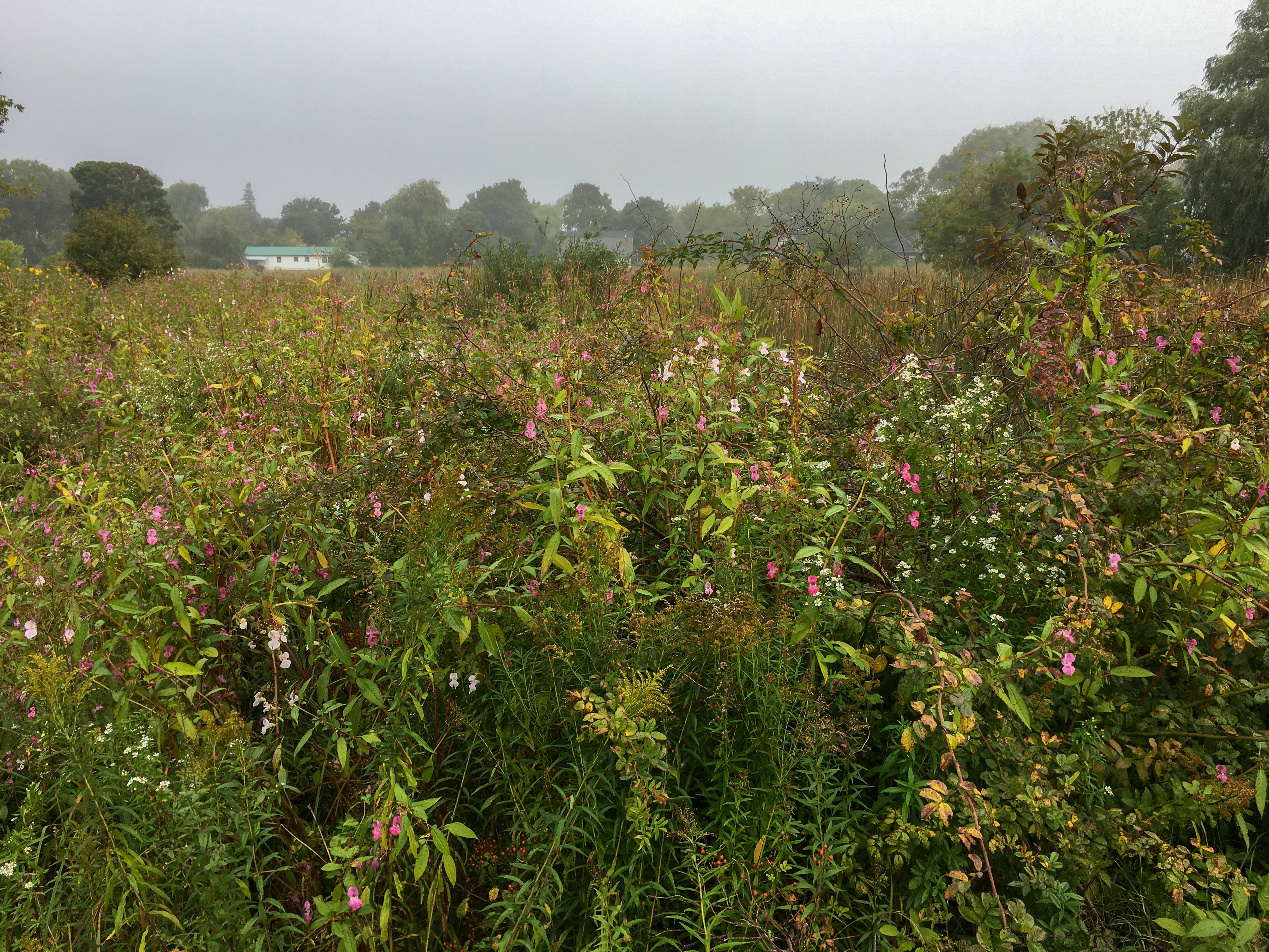 field of flowers